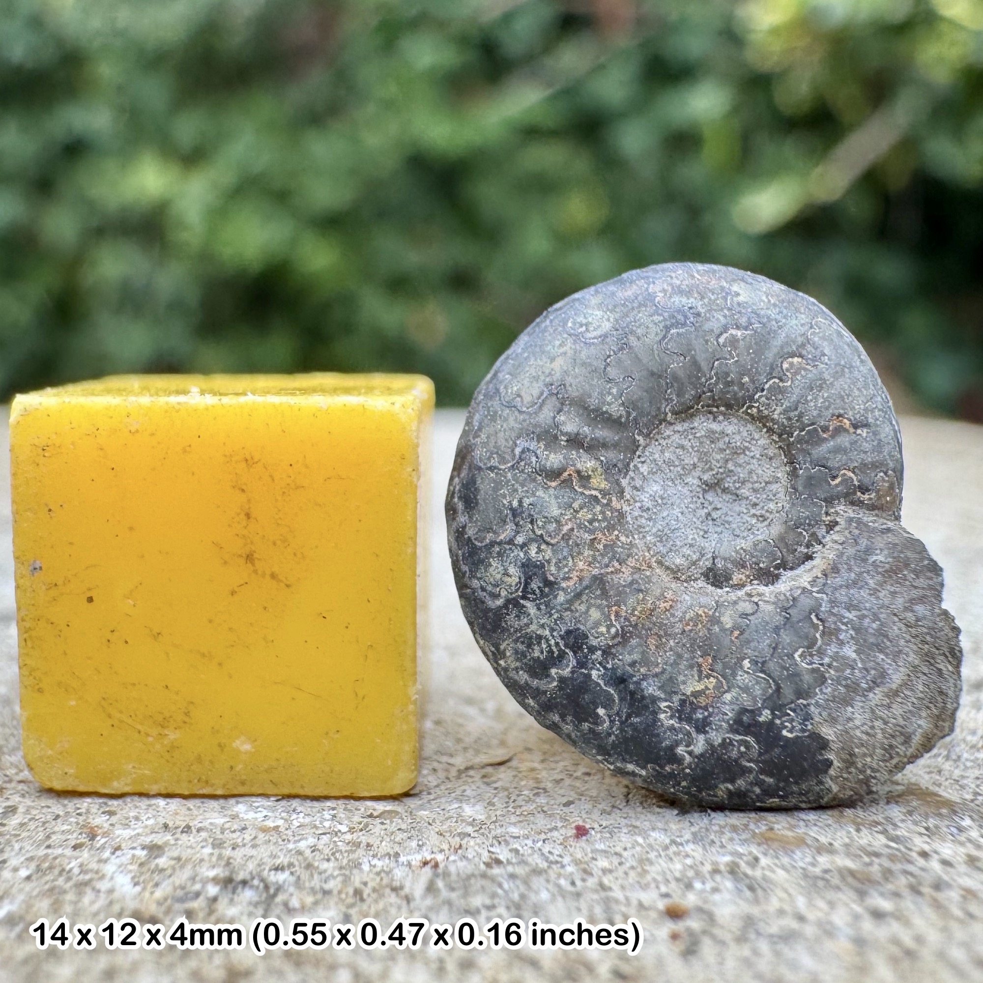 Golden Pyrite Fossil Ammonite Cheltonia accipitris Sinemurian Jurassic Bishops Cleeve UK