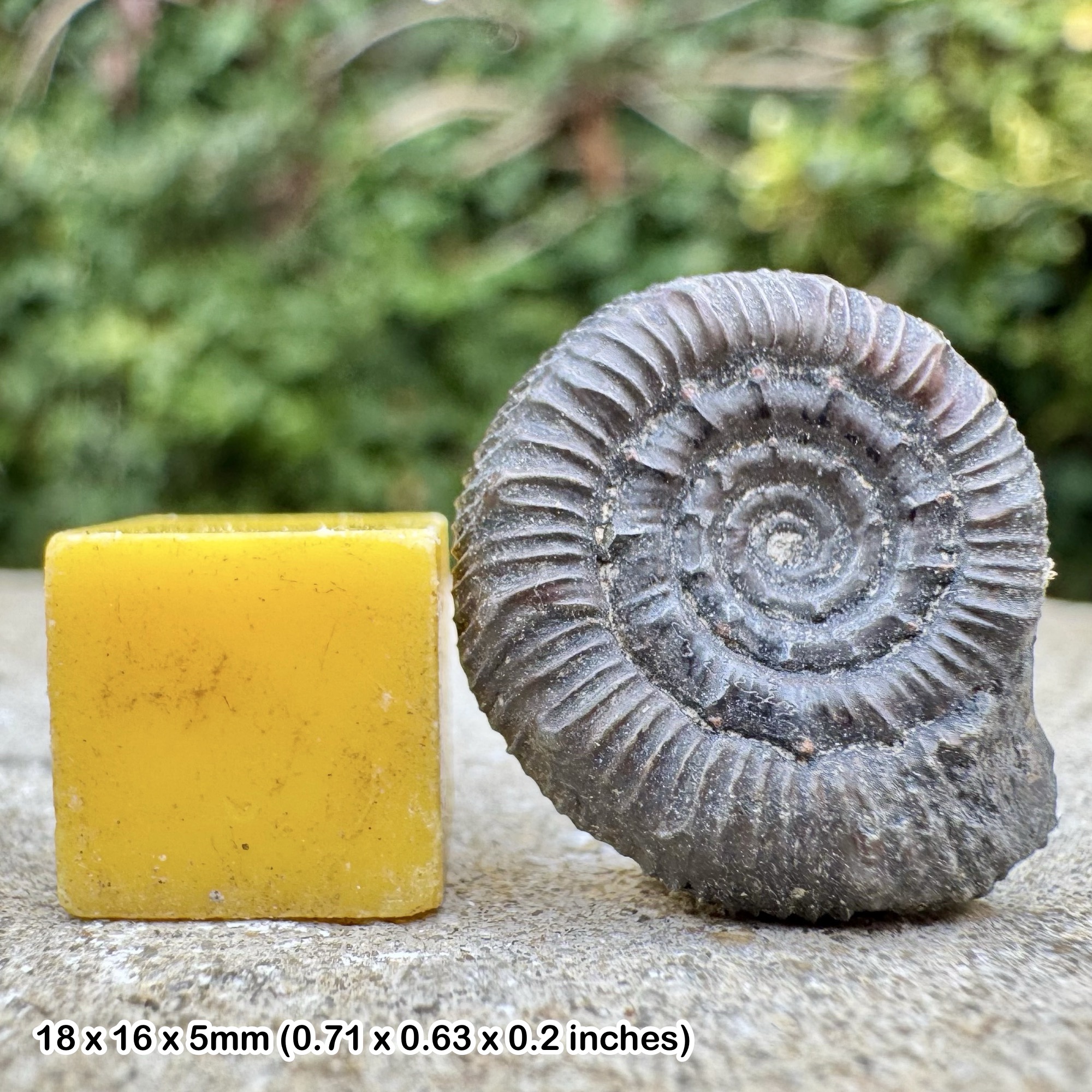 Fossil Ammonite Septimaniceras zitteli Middle Toarcian Jurassic Tournadous Aveyron France