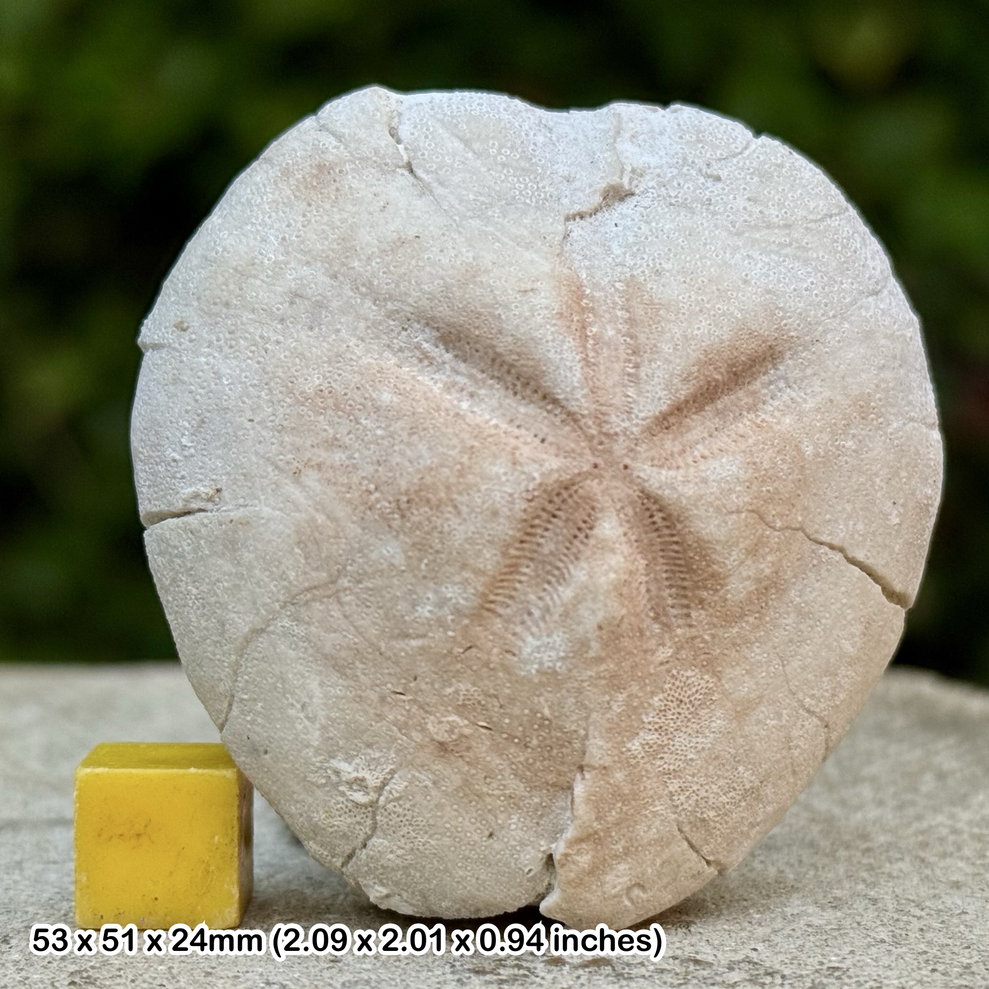 Micraster glyphus Fossil Echinoid Cretaceous Chalk Ramsgate Kent UK Genuine Specimen