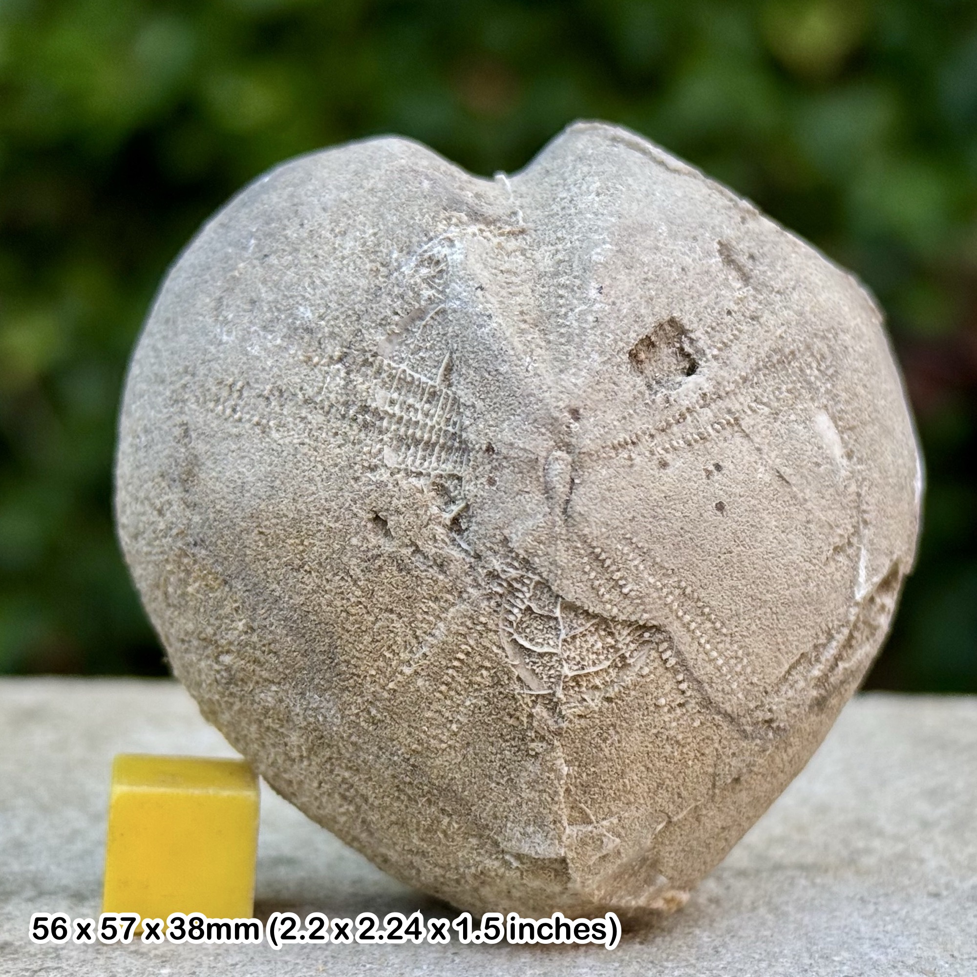 VERY RARE Pseudholaster sequanicus Fossil Echinoid Cretaceous Upper Greensand Charmouth Dorset UK