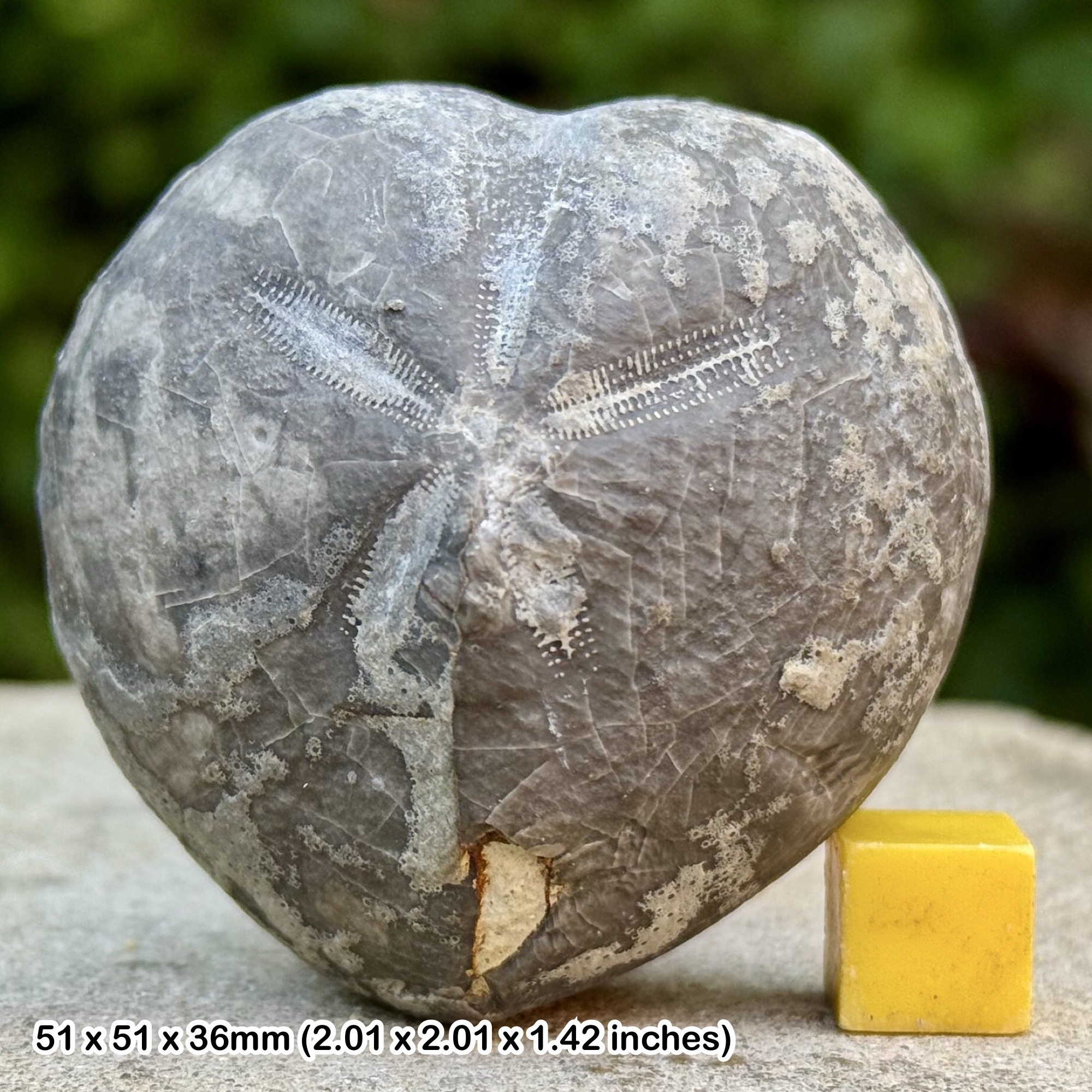Micraster Fossil Echinoid Cretaceous Germany Genuine Sea Urchin Fossil with COA