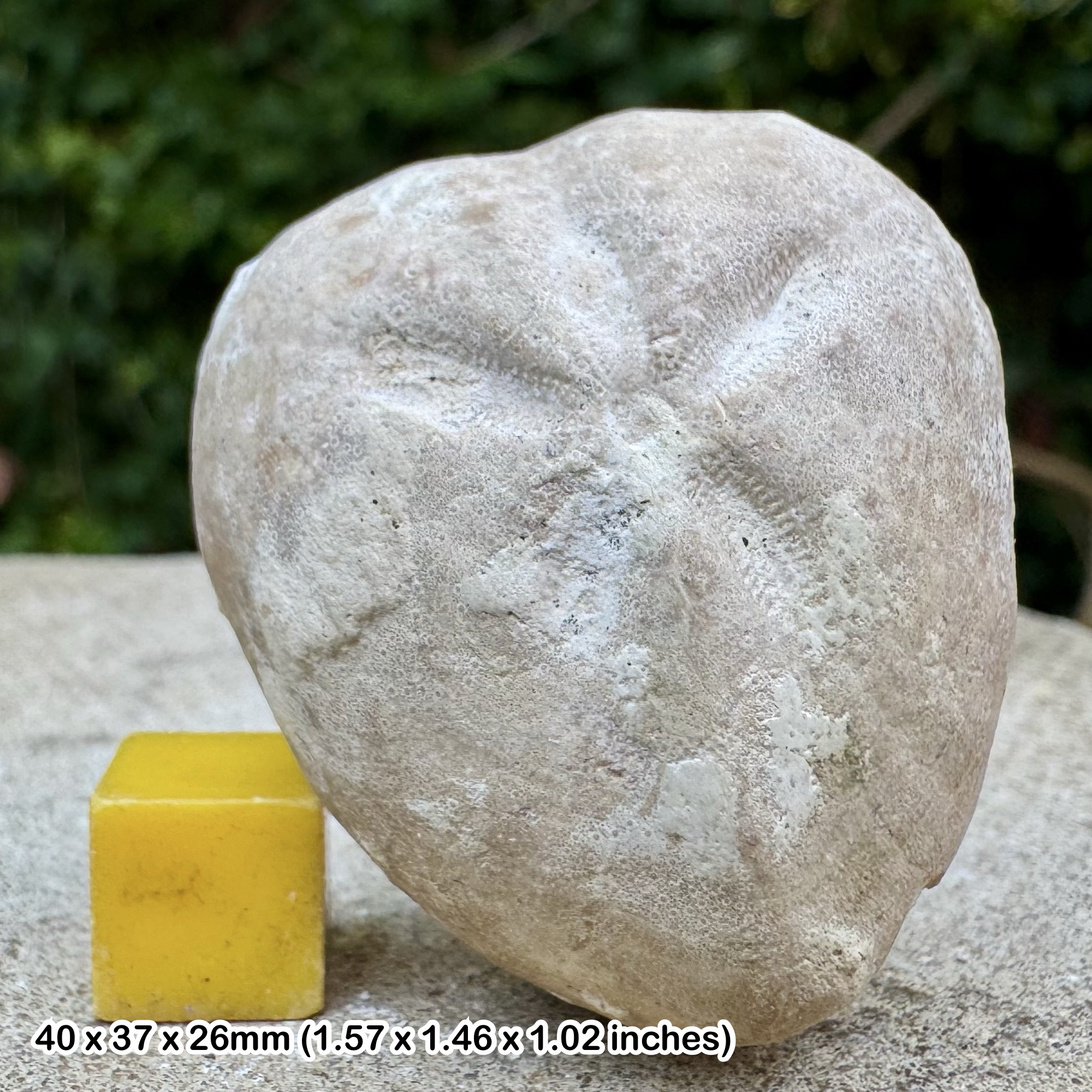 Micraster Fossil Echinoid Chalk Cretaceous Lewes Kent UK Genuine Sea Urchin Fossil