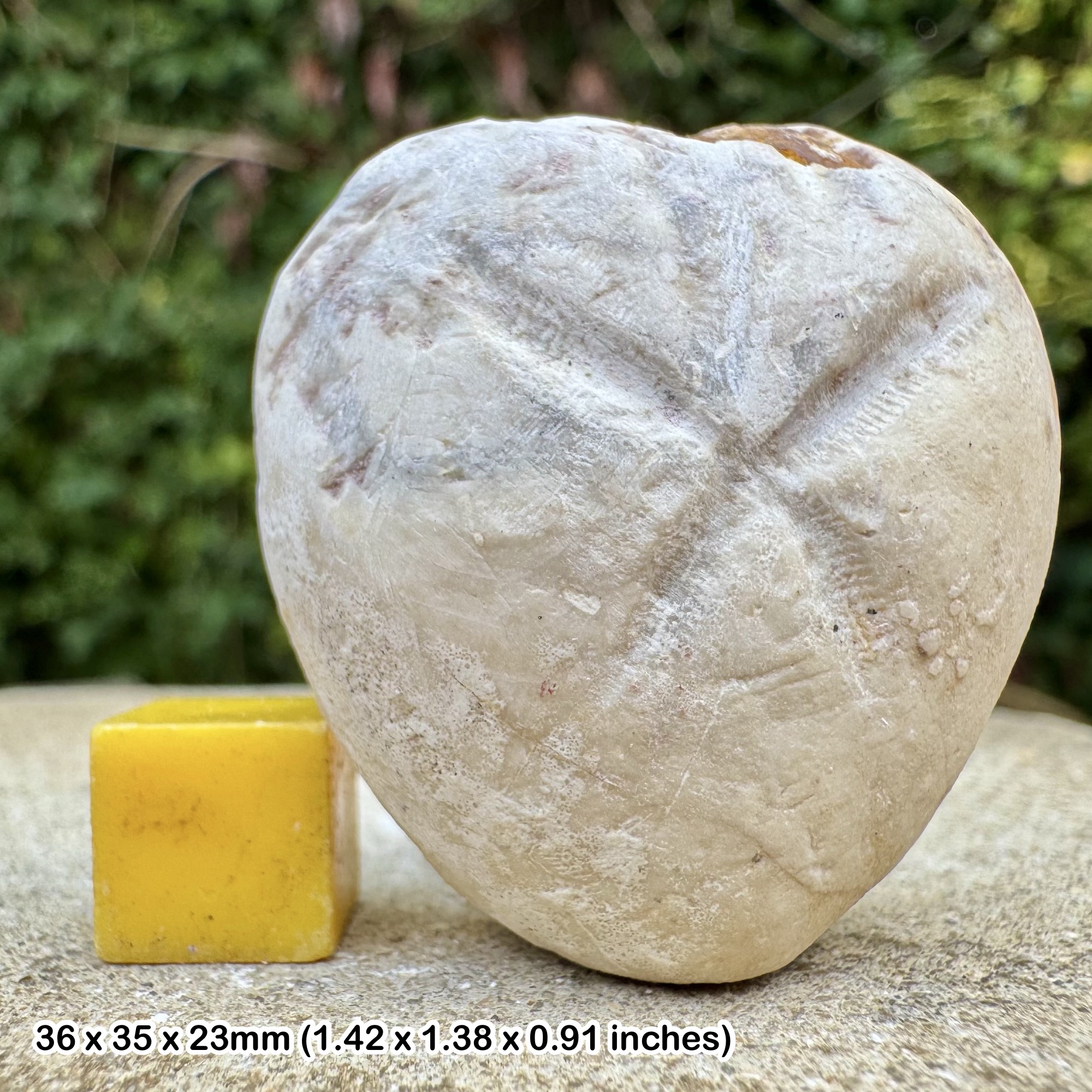 Micraster Fossil Echinoid Chalk Cretaceous Lewes Kent UK Genuine Sea Urchin Fossil