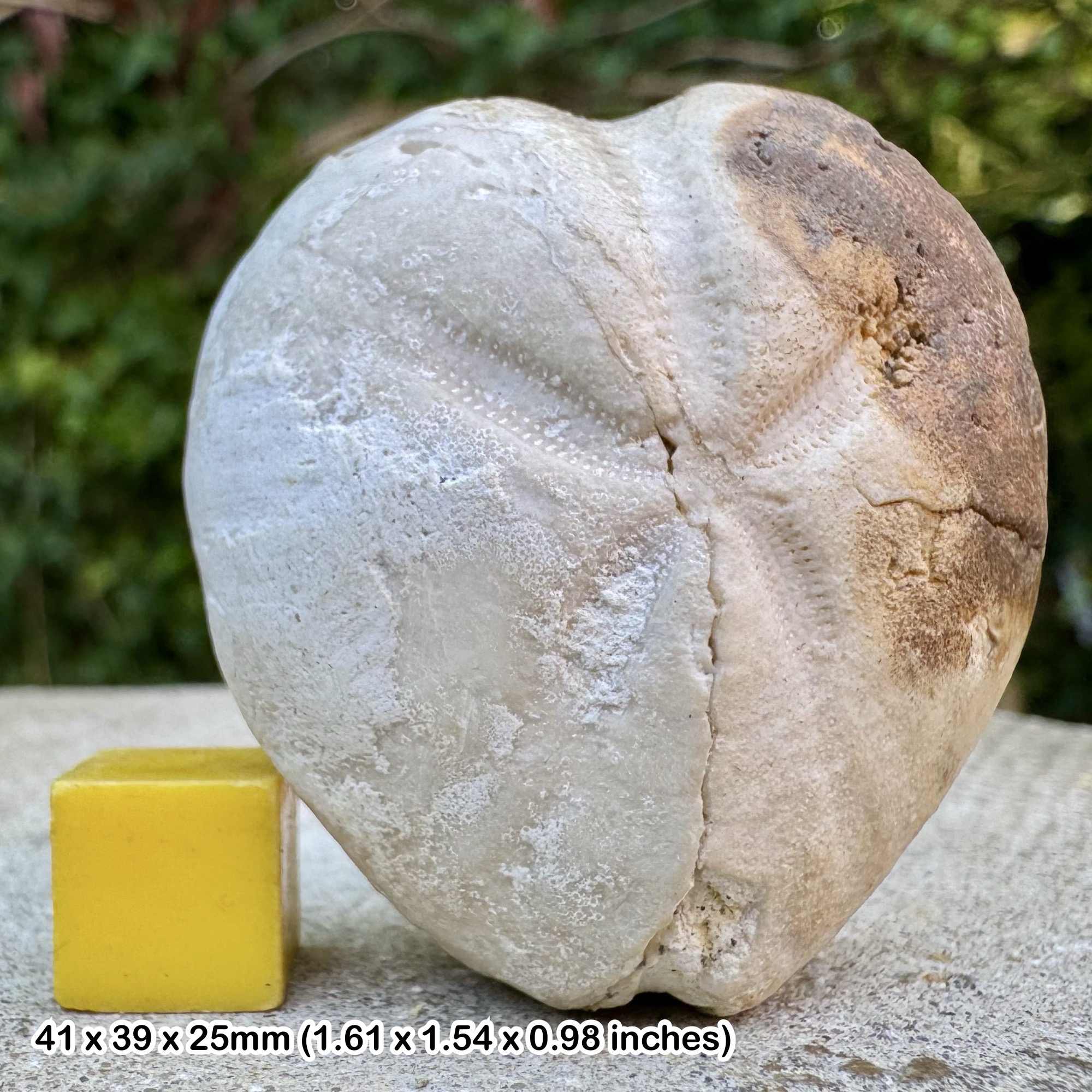 Micraster Fossil Echinoid Chalk Cretaceous White Nothe Dorset UK Genuine Sea Urchin