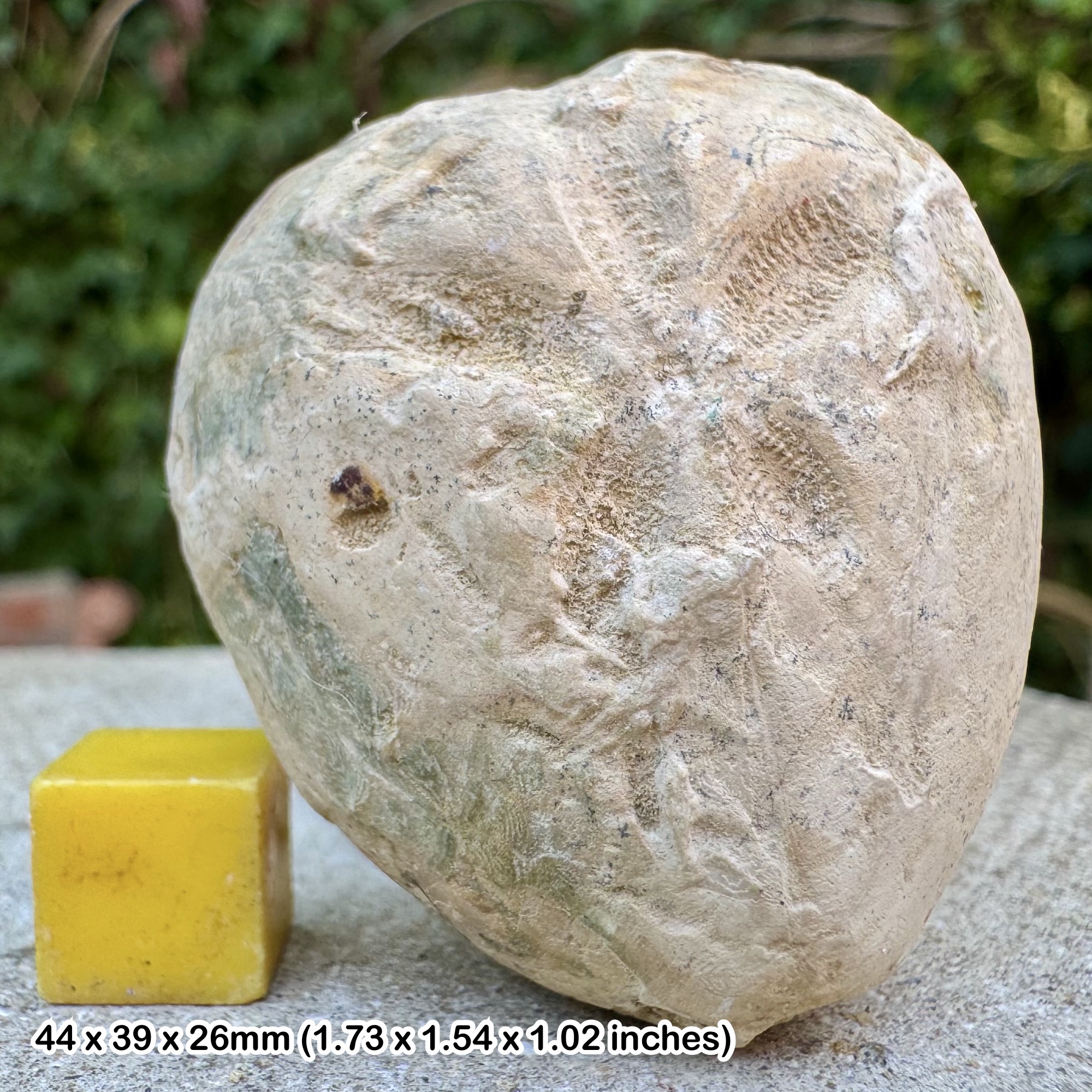 Micraster leskei Fossil Echinoid Chalk Cretaceous White Nothe Dorset UK Sea Urchin