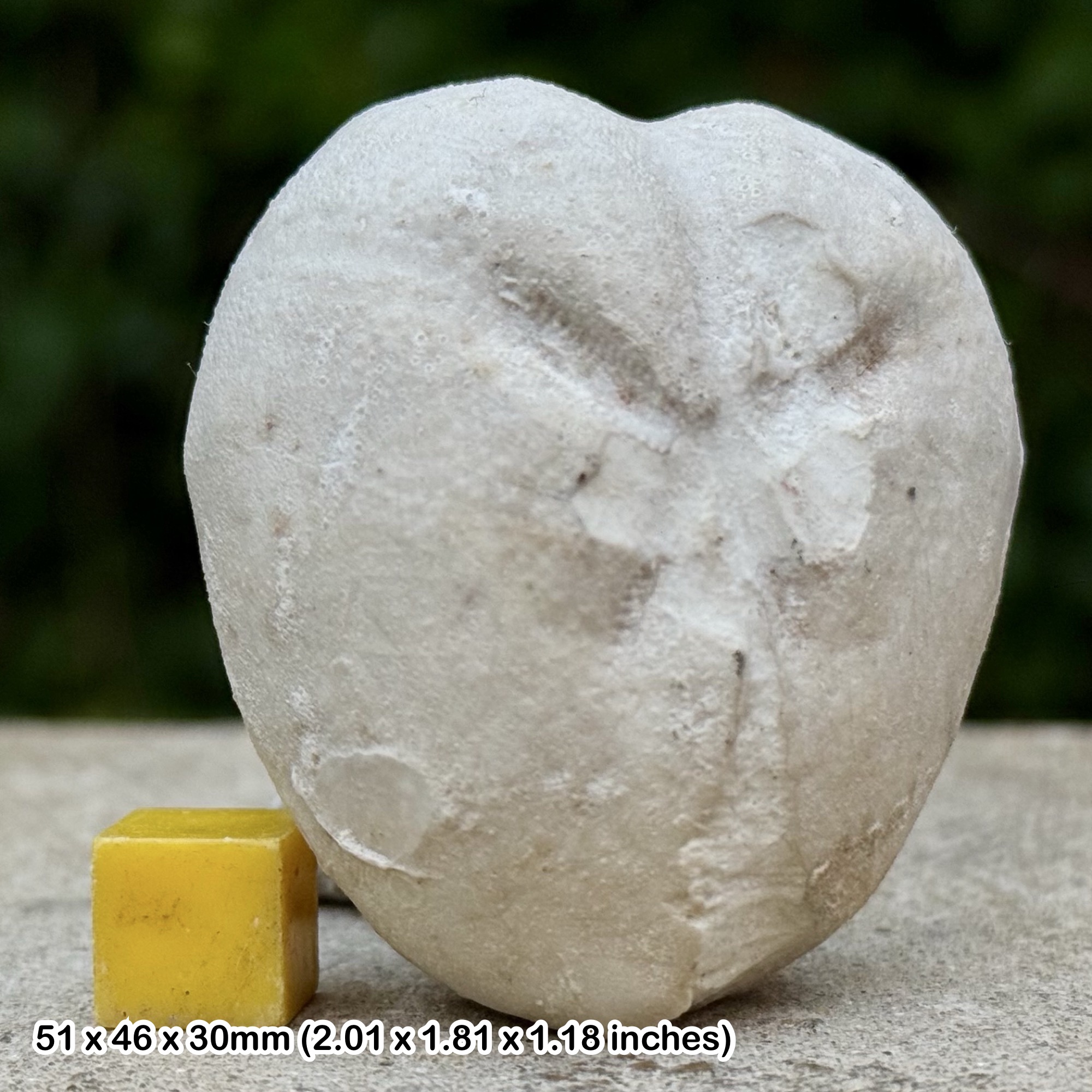 Micraster Precursor Fossil Echinoid Chalk Cretaceous Lewes Kent UK Genuine Sea Urchin