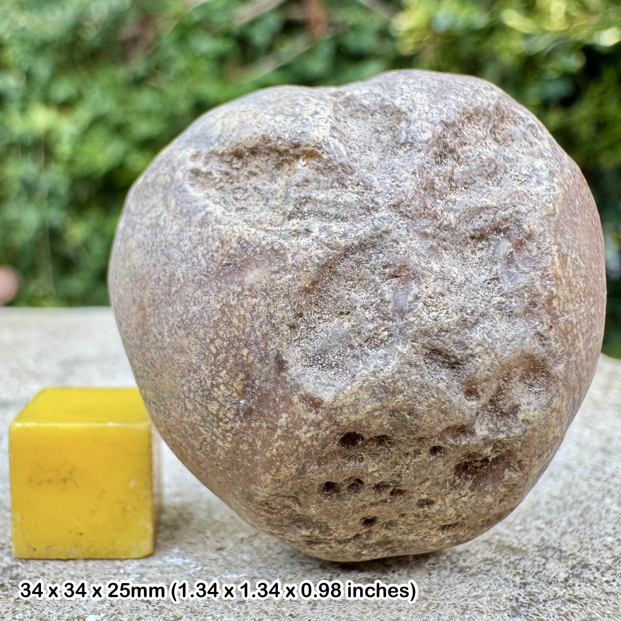Micraster leskei Fossil Echinoid in Chert Chalk Cretaceous Dorset UK Genuine Specimen