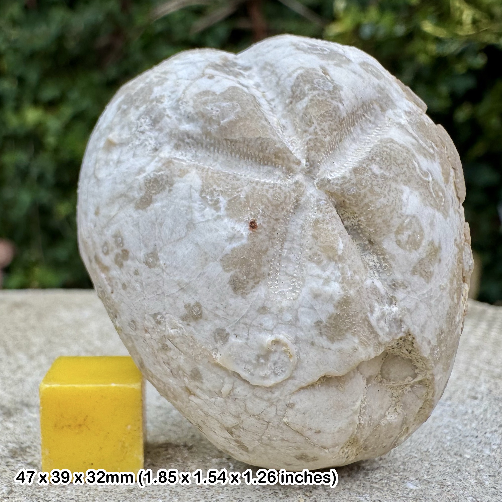 Hemiaster angustipneustes Fossil Echinoid Upper Cretaceous Campanian France Genuine