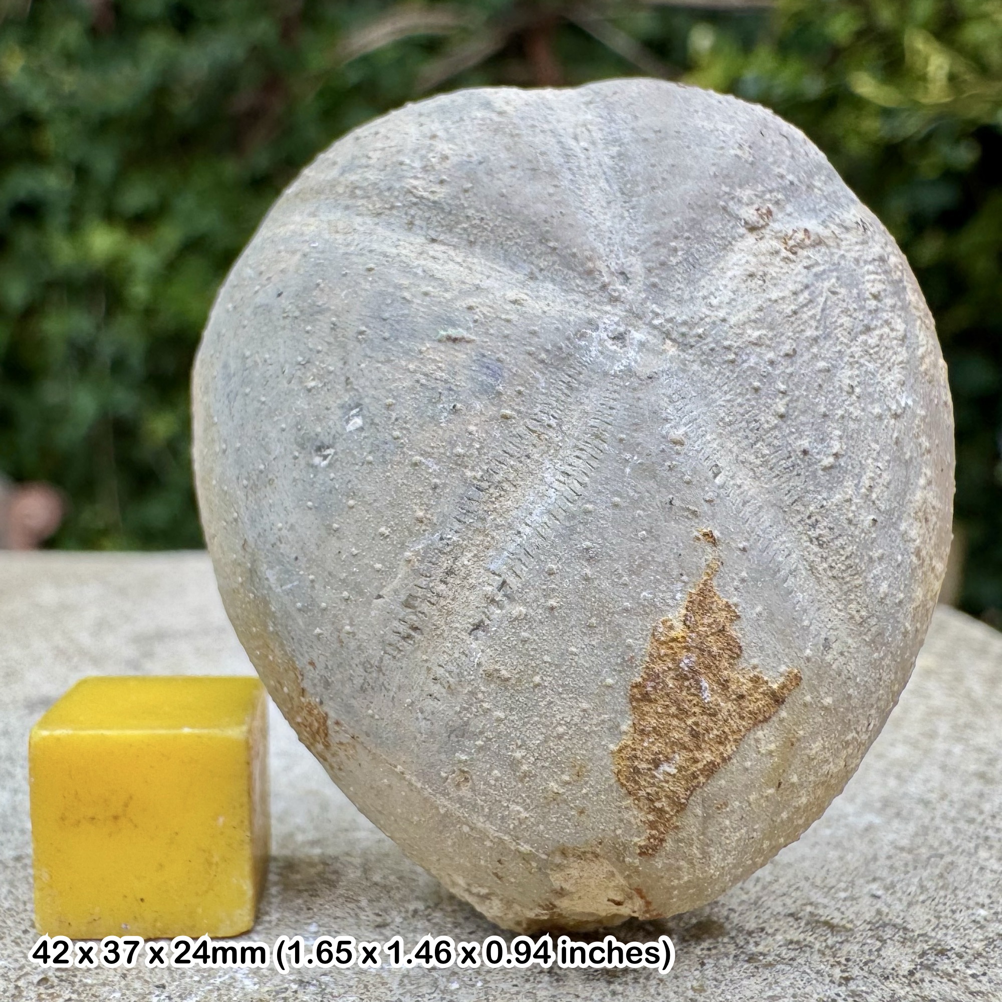 Micraster nodopyge Fossil Echinoid Cretaceous Duck Creek Formation Texas USA Genuine