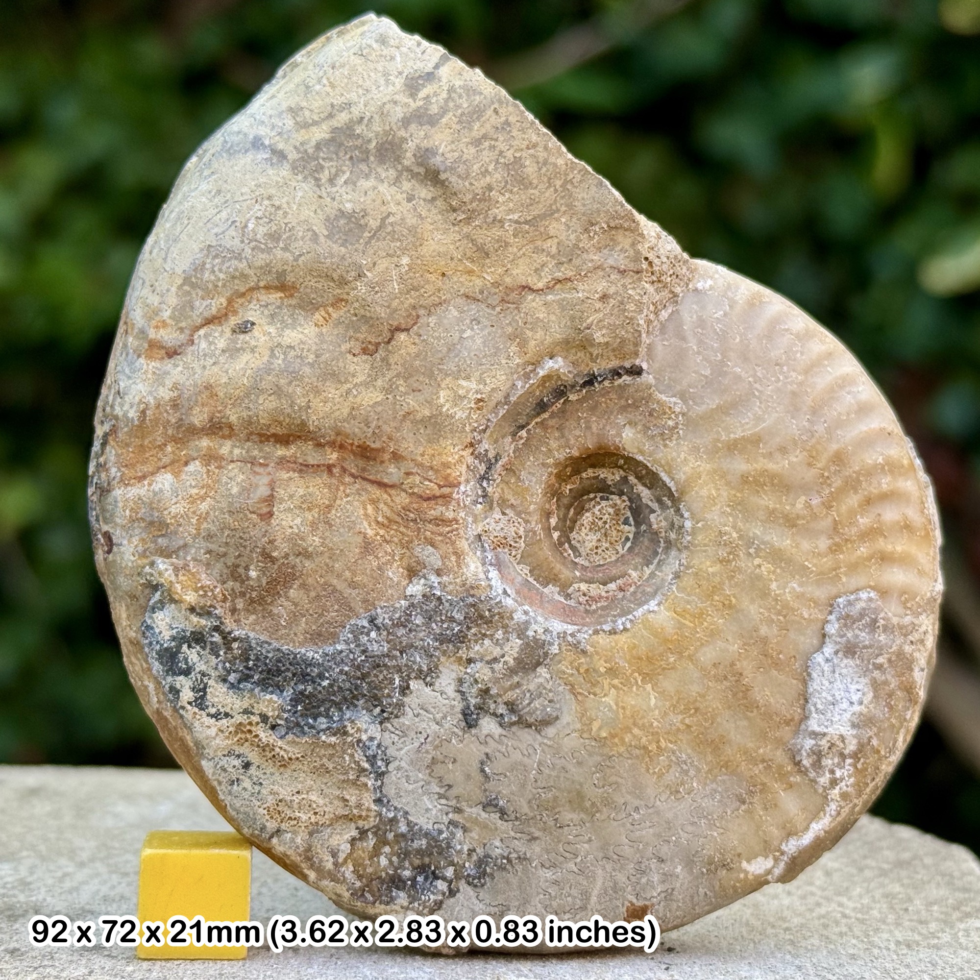 Graphoceras concavum Fossil Ammonite Jurassic Middle Bajocian Dorset Coast UK Certified | Rare Lioceras from Burton Bradstock England