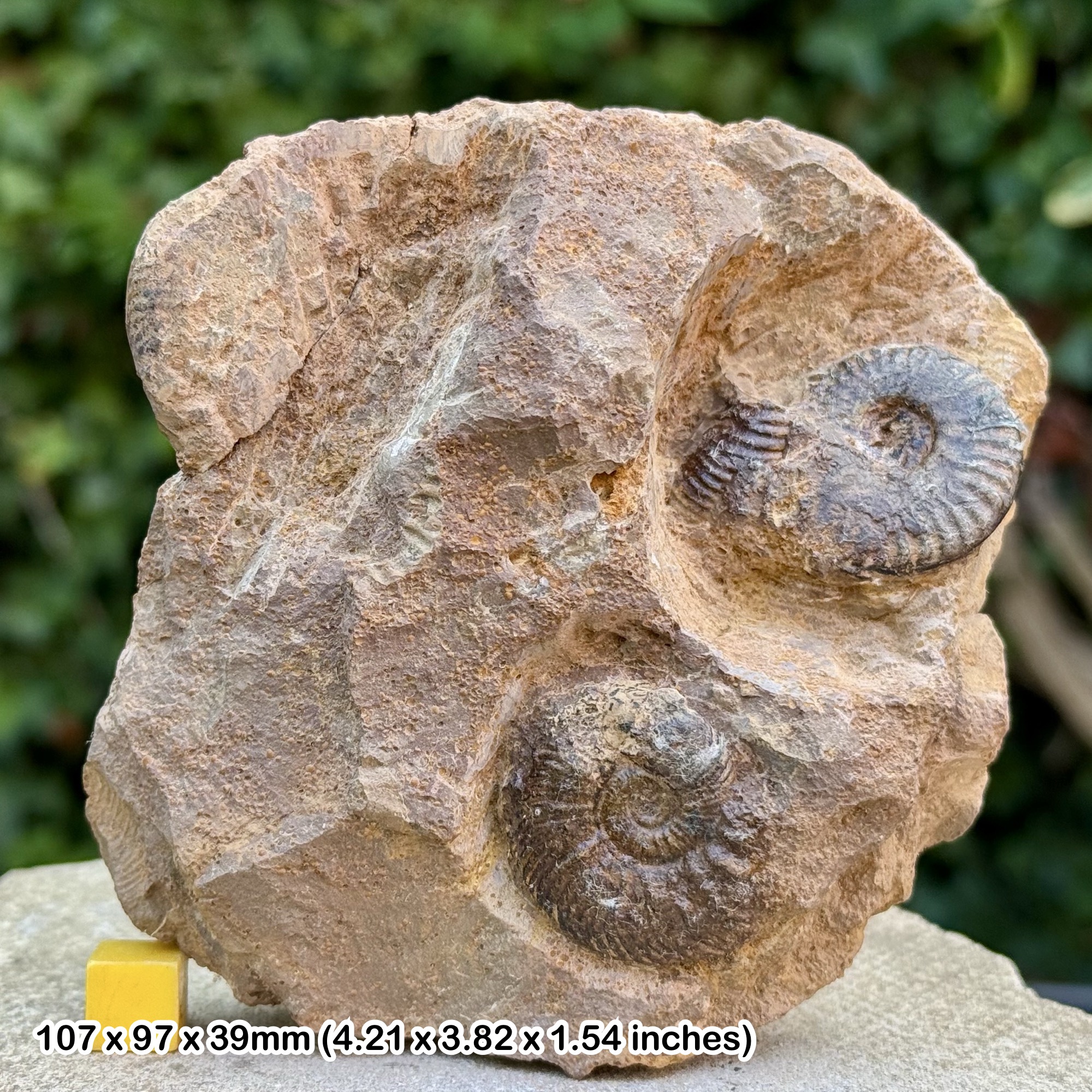 Ochetoceras Quenstedtoceras lamberti Fossil Ammonites Lower Oxfordian Jurassic Switzerland Genuine Hieznach Ammonite Specimens