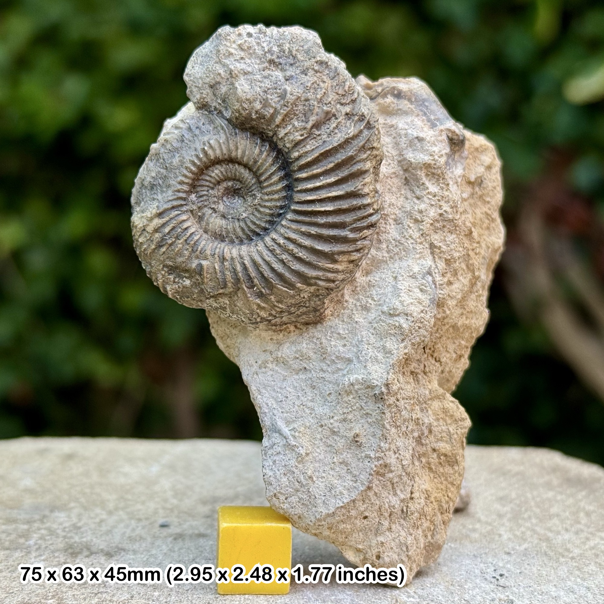 Parkinsonia parkinsoni Fossil Ammonite Bajocian Jurassic Dorset UK Genuine Horn Park Ammonite Specimen with Certificate of Authenticity COA