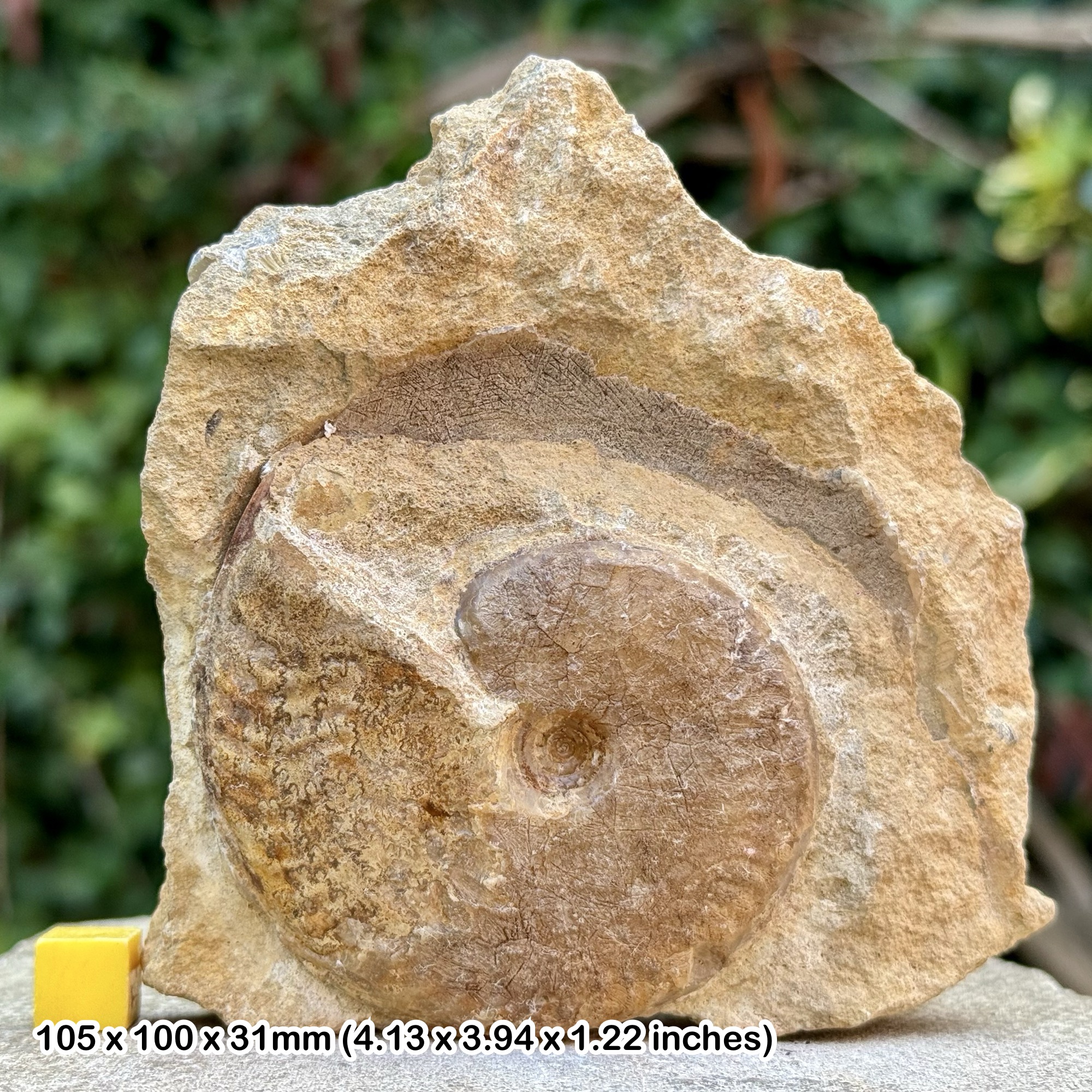 Graphoceras marginatum Fossil Ammonite Aalenian Jurassic Dorset UK Genuine Louse Hill Quarry Sherborne Ammonite with COA