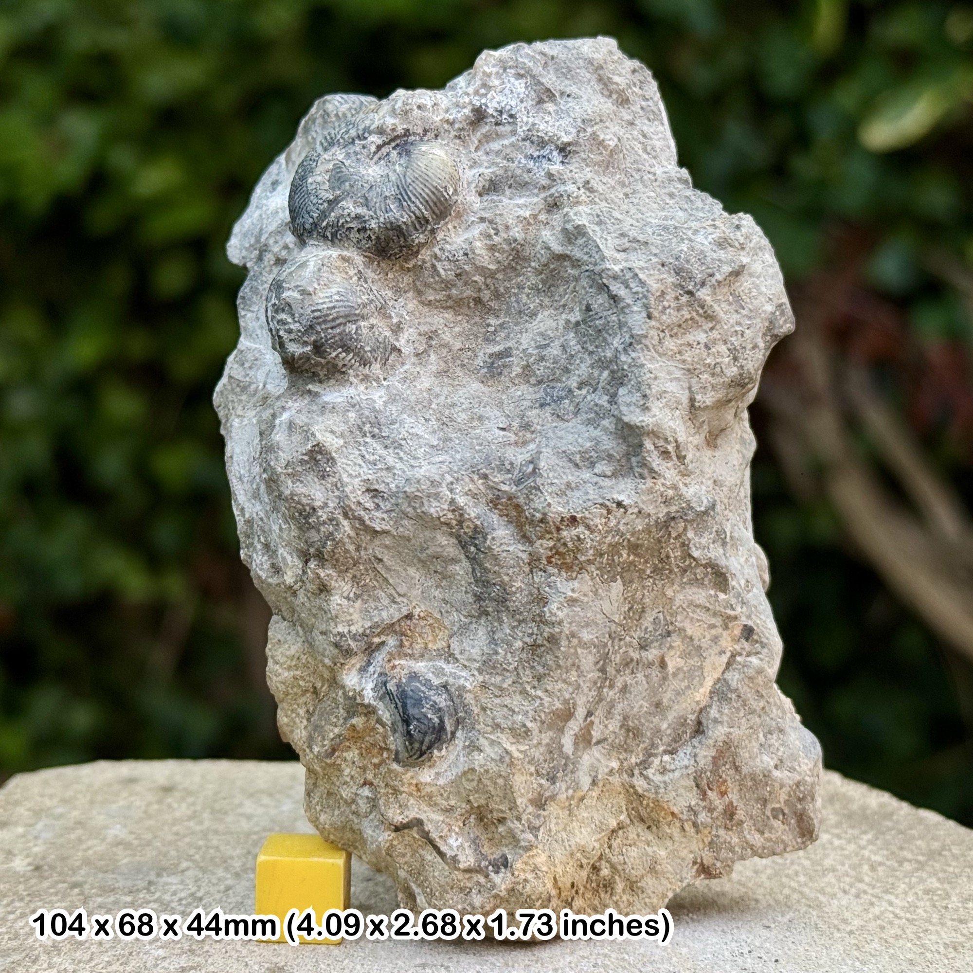 Morphoceras multiforme Fossil Ammonite Middle Bajocian Jurassic Dorset UK Genuine Burton Bradstock Ammonite with COA