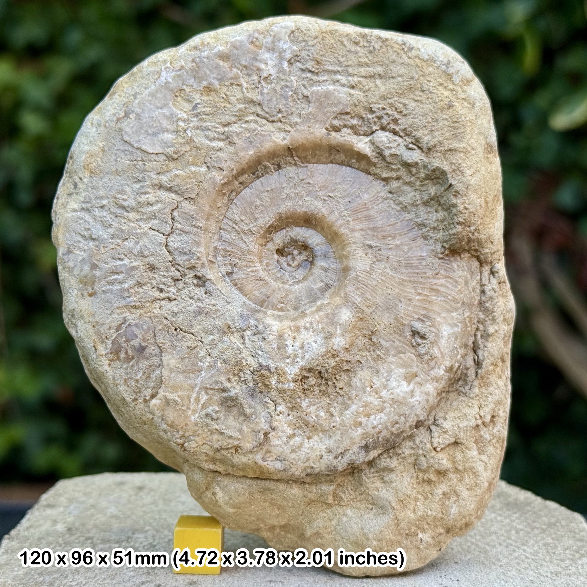 4" Brasilia Fossil Ammonite Bajocian Jurassic Dorset UK Genuine Horn Park Ammonite Specimen with Certificate of Authenticity