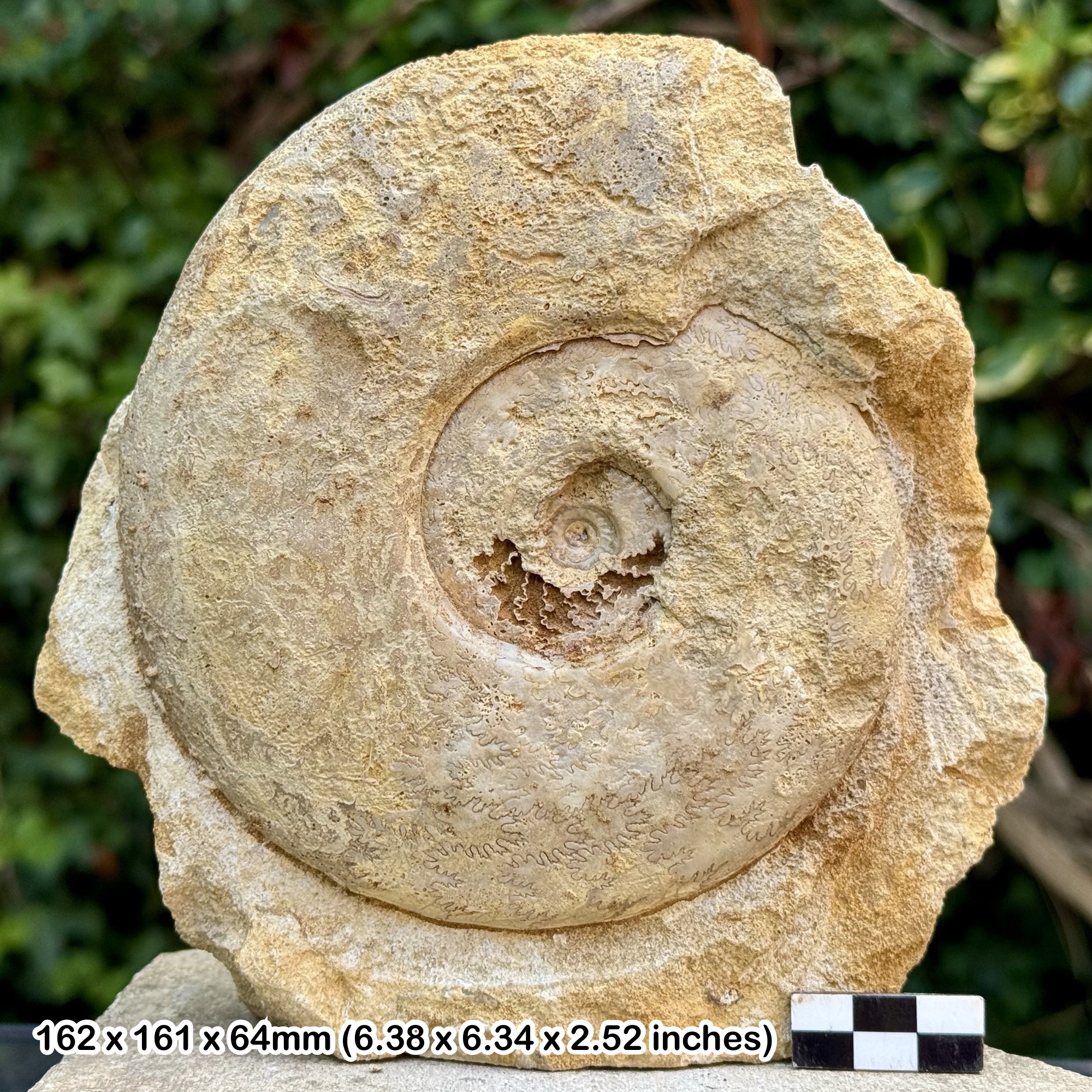 5.5" Brasilia Fossil Ammonite with Cut Base Bajocian Jurassic Dorset UK Genuine Horn Park Ammonite Specimen with Certificate of Authenticity