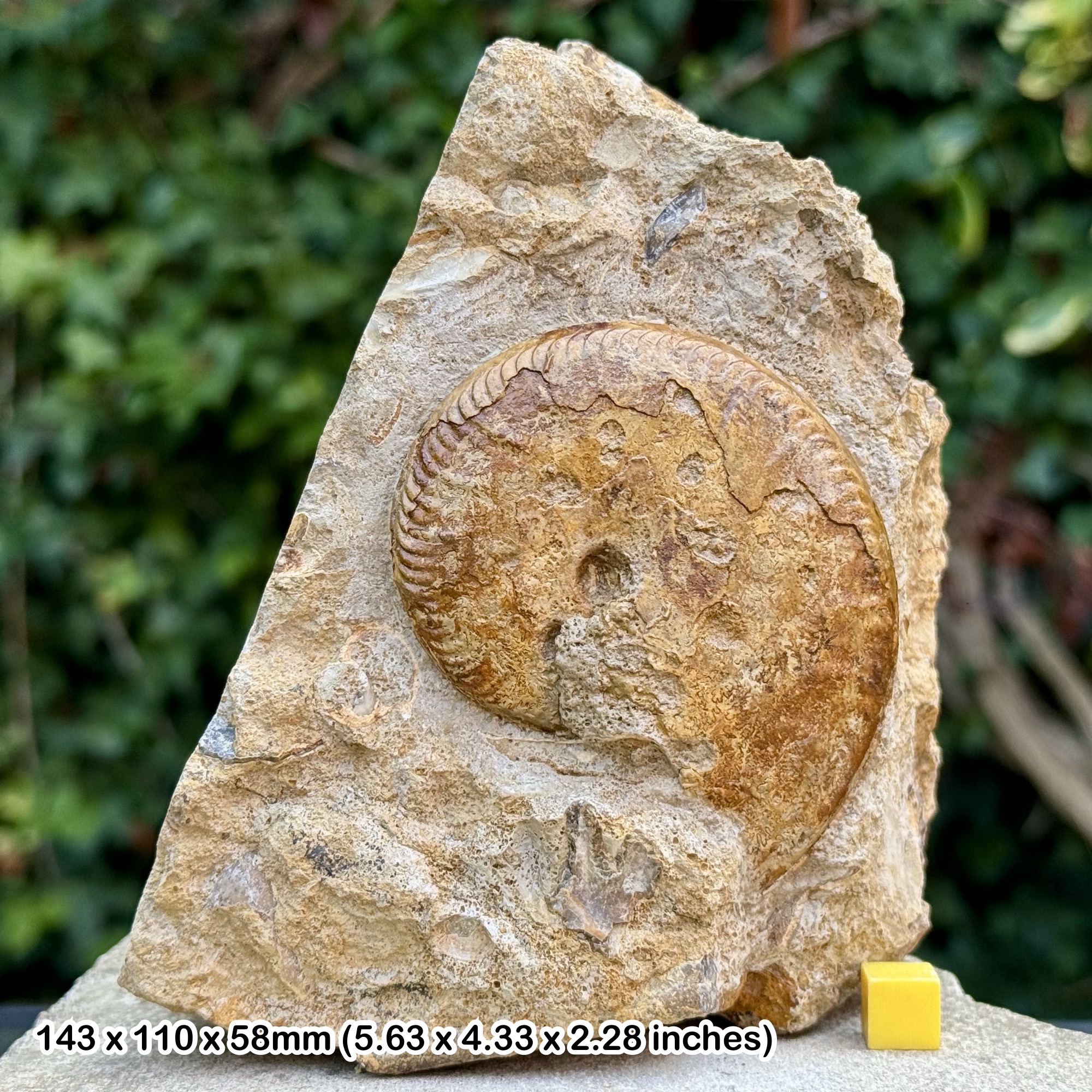 3" Graphoceras Fossil Ammonite Bajocian Jurassic Dorset UK Genuine Horn Park Ammonite Specimen with Certificate of Authenticity