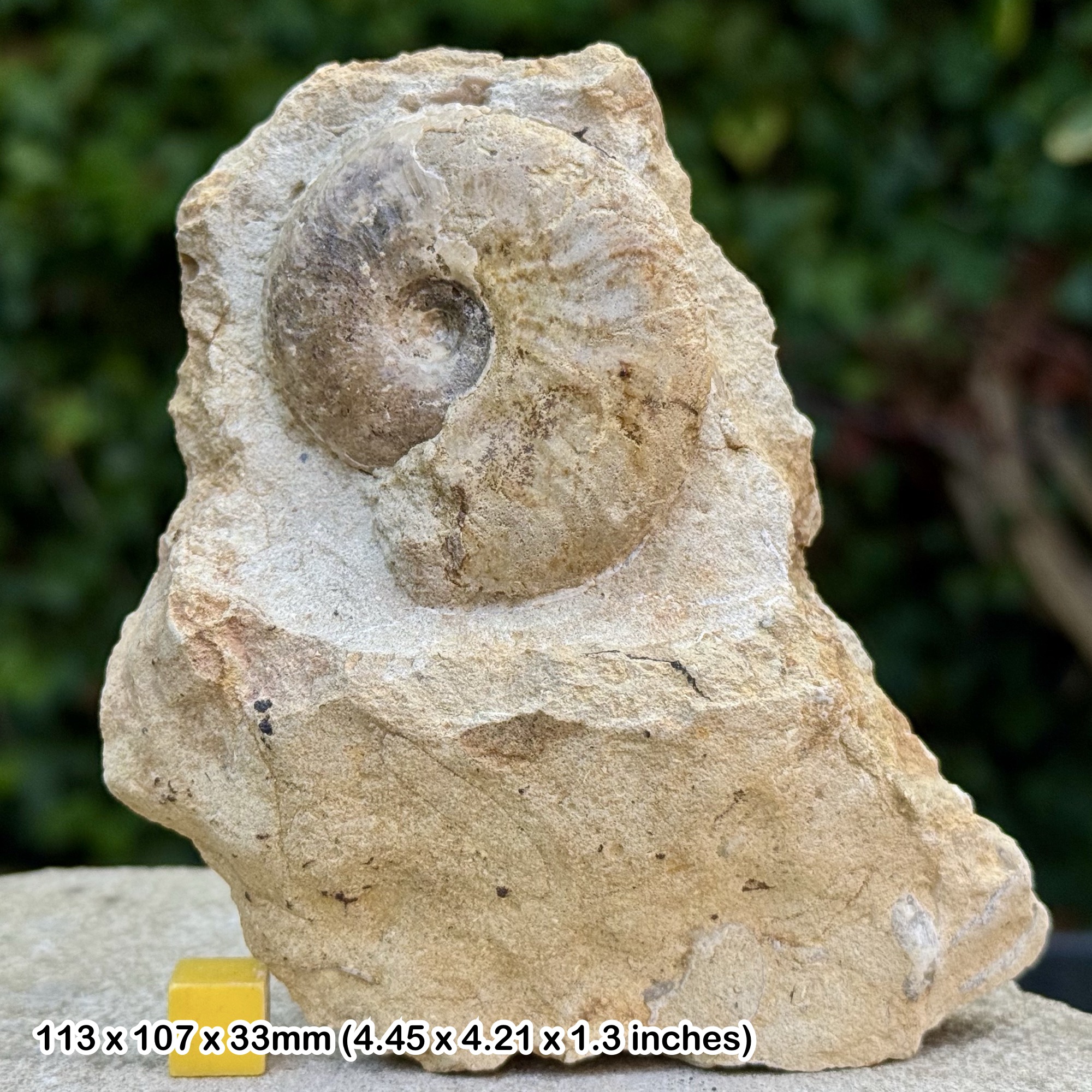 Horn Park Graphoceratid Fossil Ammonite Bajocian Jurassic Dorset UK Genuine Ammonite Specimen from Horn Park with COA