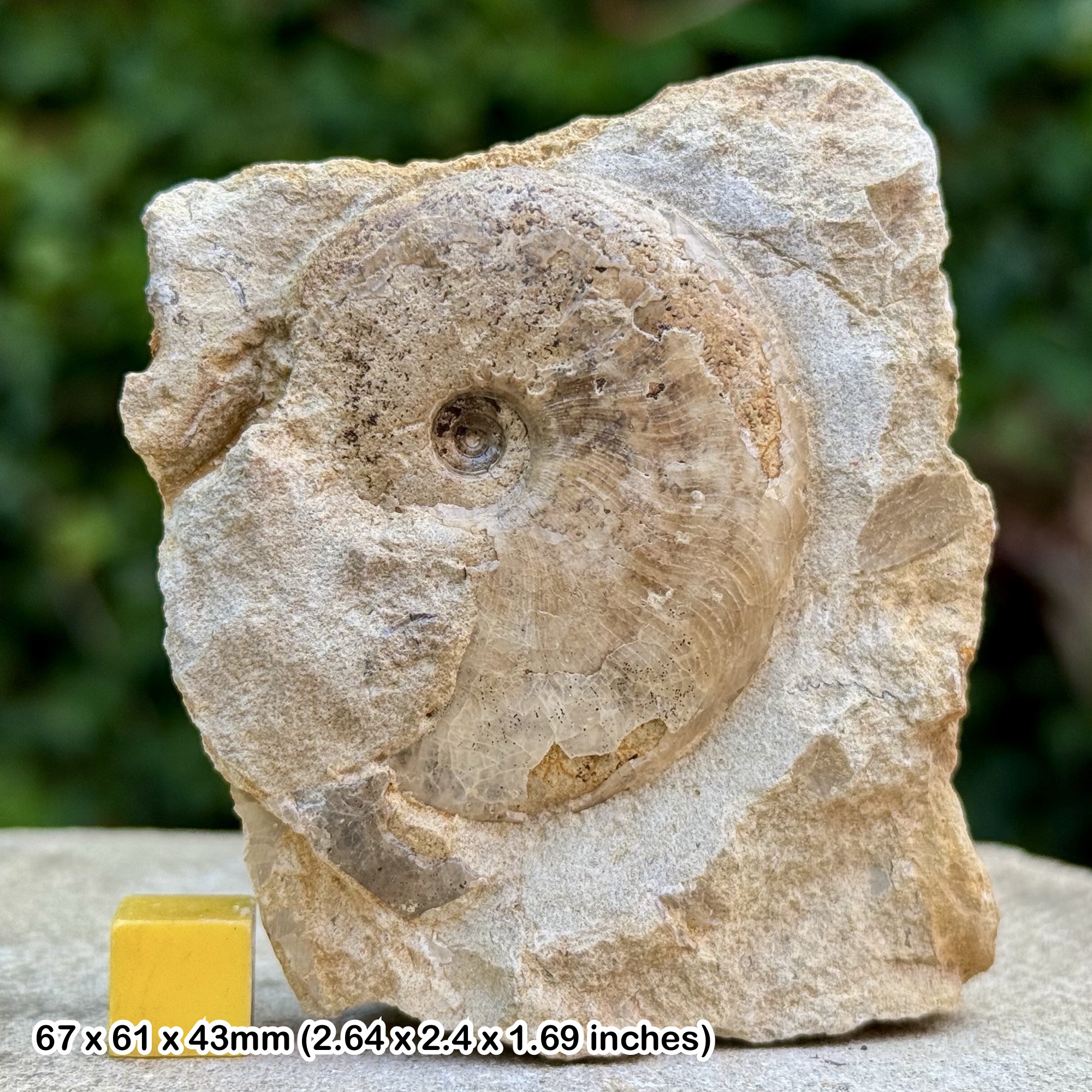 Horn Park Graphoceratid Fossil Ammonite Bajocian Jurassic Dorset UK Genuine Ammonite Specimen from Horn Park with COA