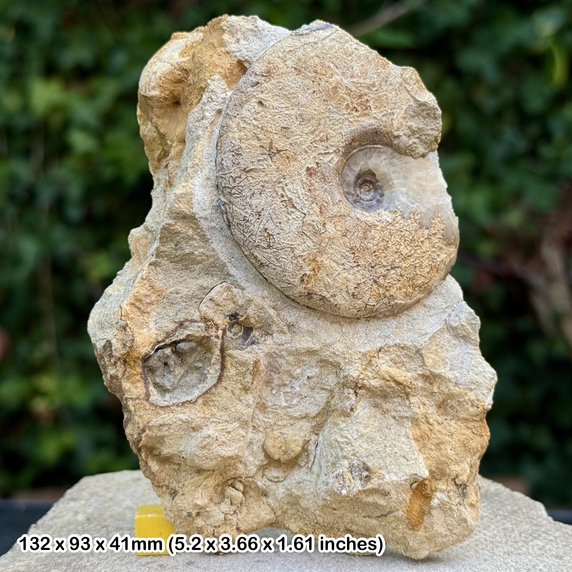 Horn Park Graphoceratid Fossil Ammonite Bajocian Jurassic Dorset UK Genuine Ammonite Specimen from Horn Park with COA