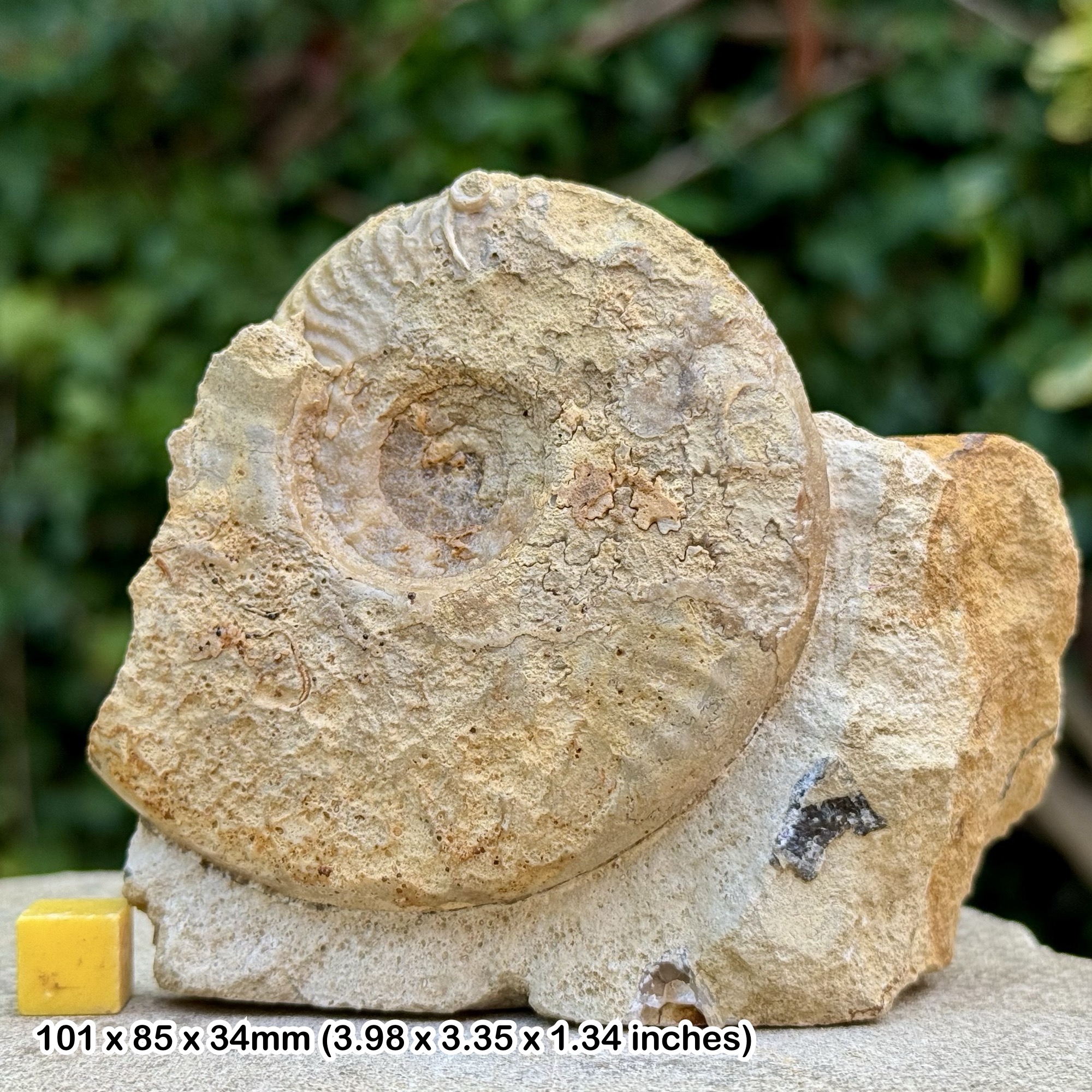 Horn Park Graphoceratid Fossil Ammonite Bajocian Jurassic Dorset UK Genuine Ammonite Specimen from Horn Park with COA