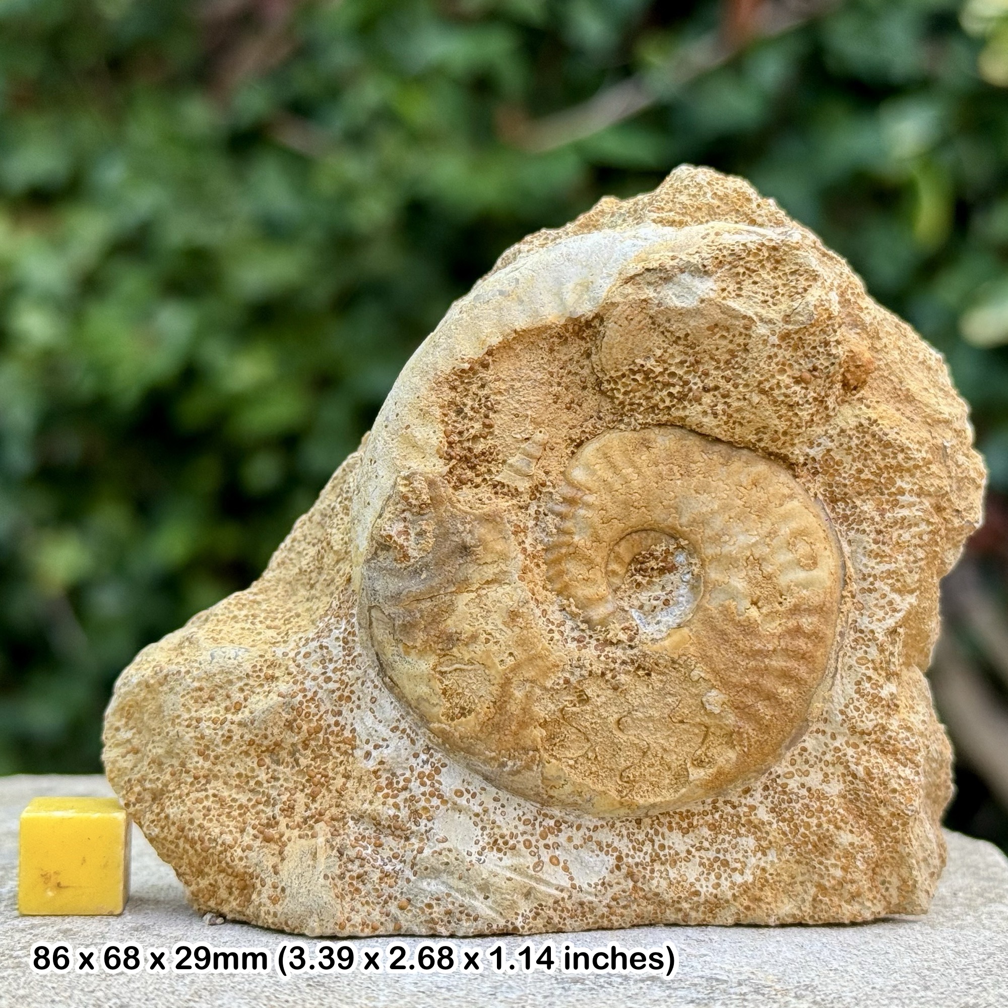 Horn Park Graphoceratid Fossil Ammonite Bajocian Jurassic Dorset UK Genuine Ammonite Specimen from Horn Park with COA