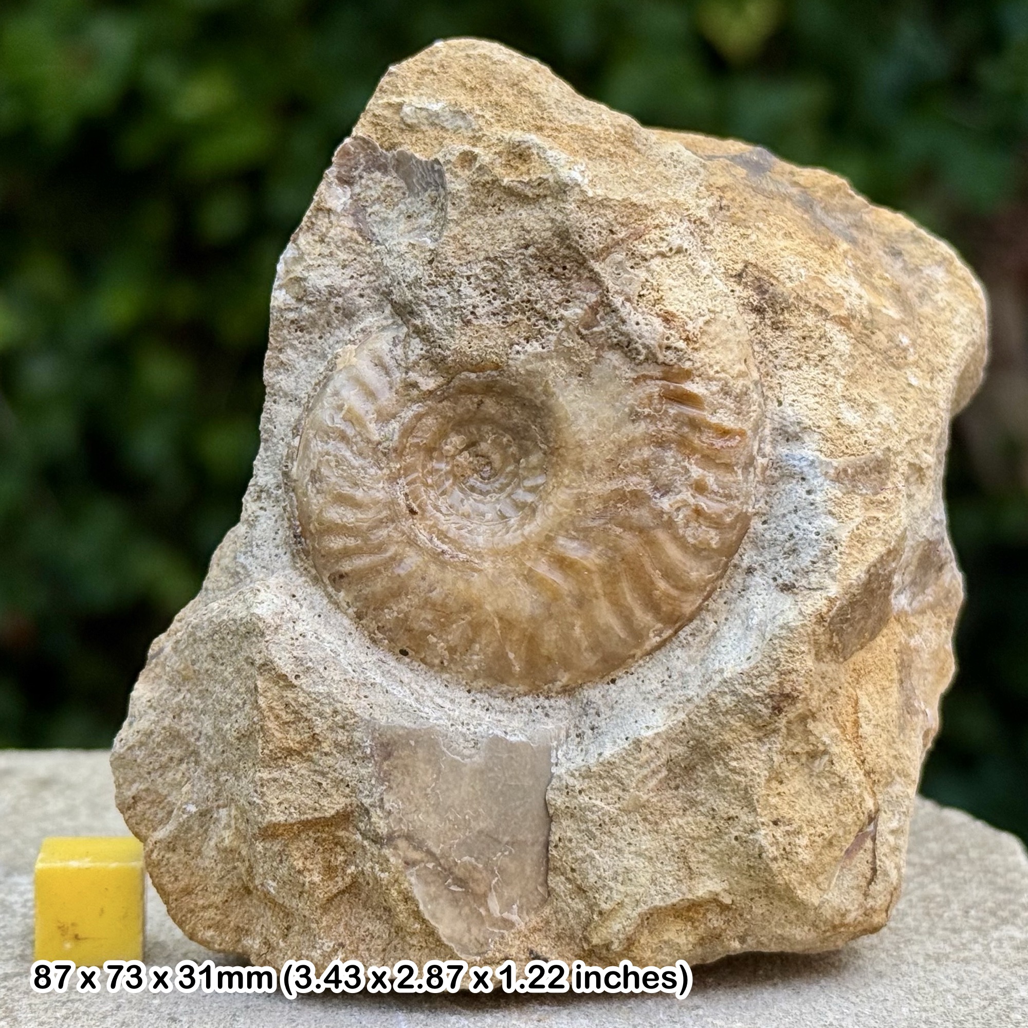 Horn Park Graphoceratid Fossil Ammonite Bajocian Jurassic Dorset UK Genuine Ammonite Specimen from Horn Park with COA