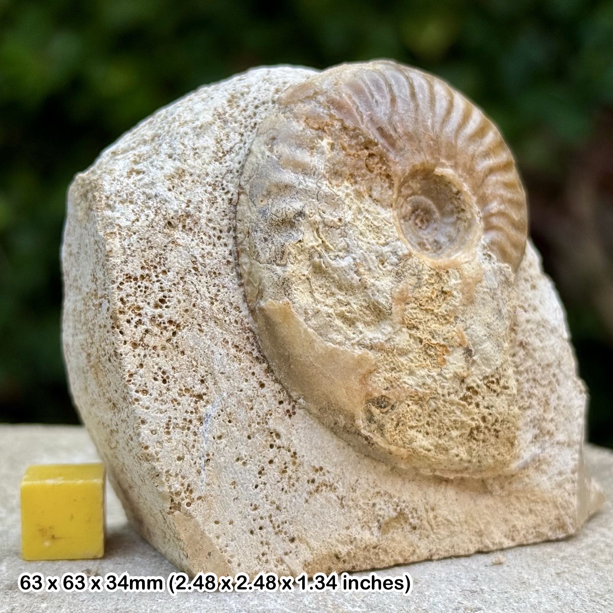 Horn Park Graphoceratid Fossil Ammonite Bajocian Jurassic Dorset UK Genuine Ammonite Specimen from Horn Park with COA