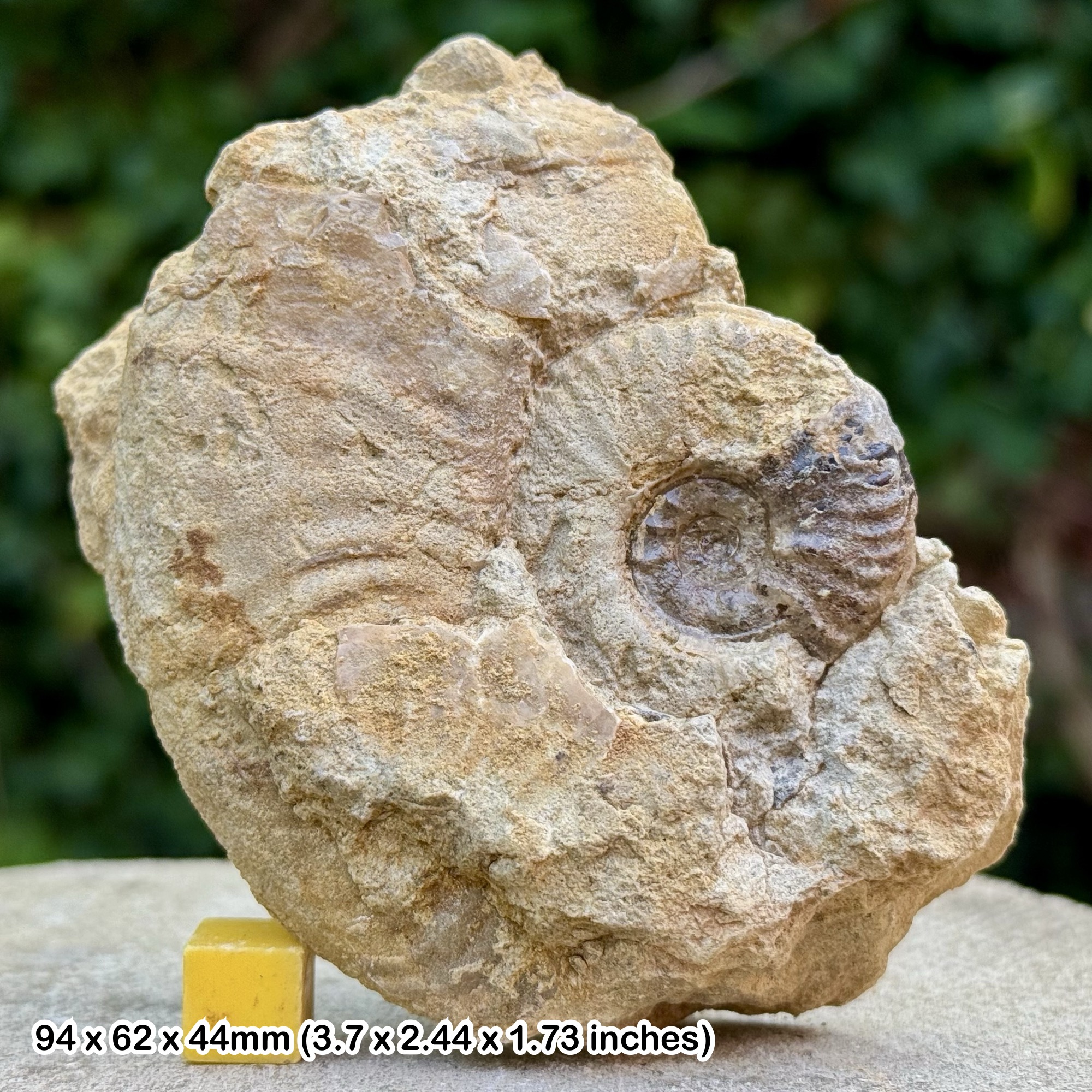 Horn Park Graphoceratid Fossil Ammonite Bajocian Jurassic Dorset UK Genuine Ammonite Specimen from Horn Park with COA