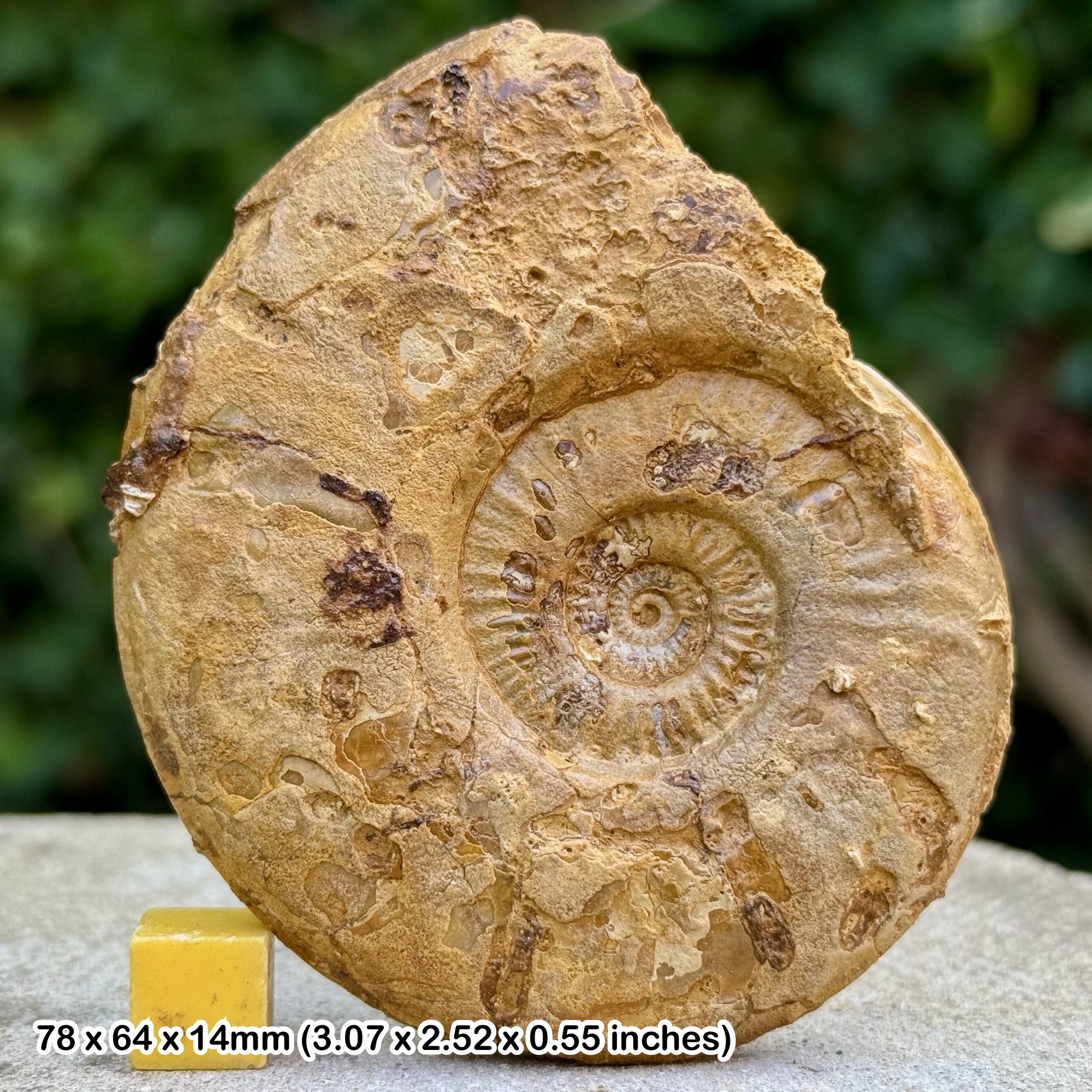Horn Park Graphoceratid Fossil Ammonite Bajocian Jurassic Dorset UK Genuine Ammonite Specimen from Horn Park with COA