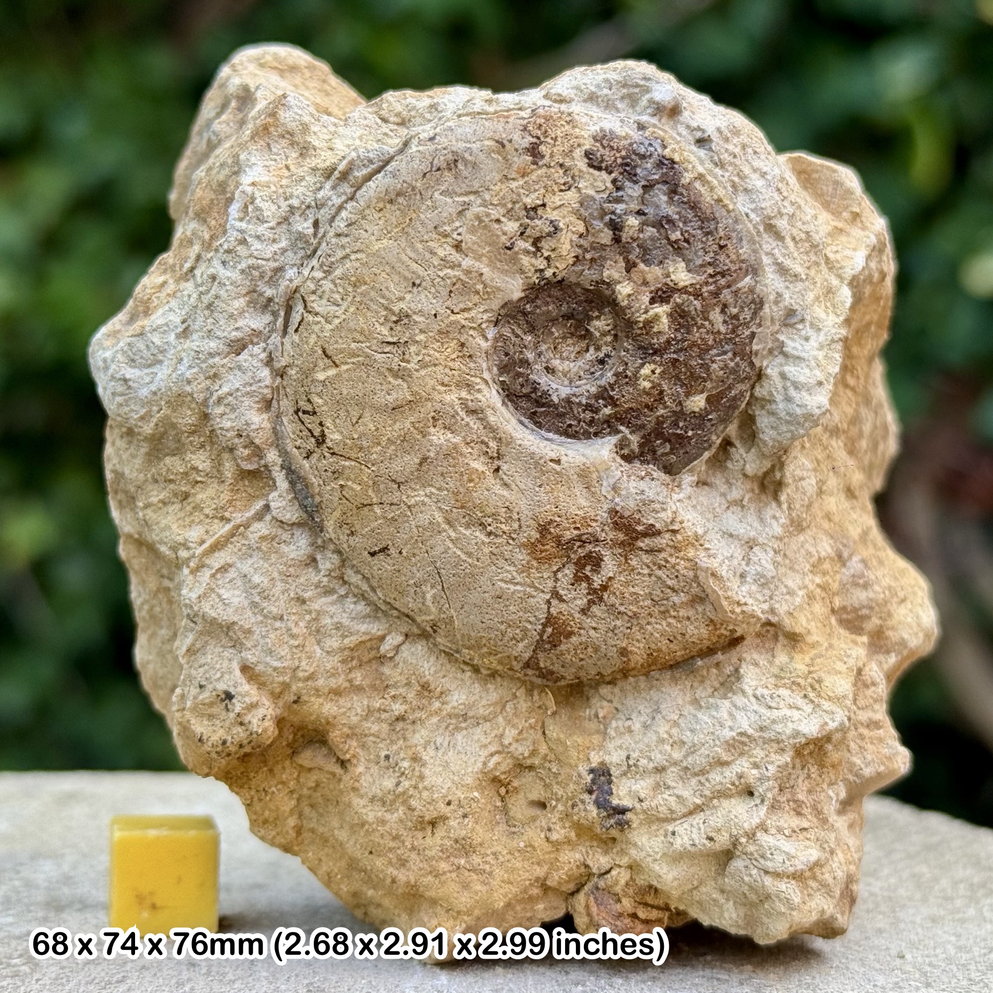 Horn Park Graphoceratid Fossil Ammonite Bajocian Jurassic Dorset UK Genuine Ammonite Specimen from Horn Park with COA