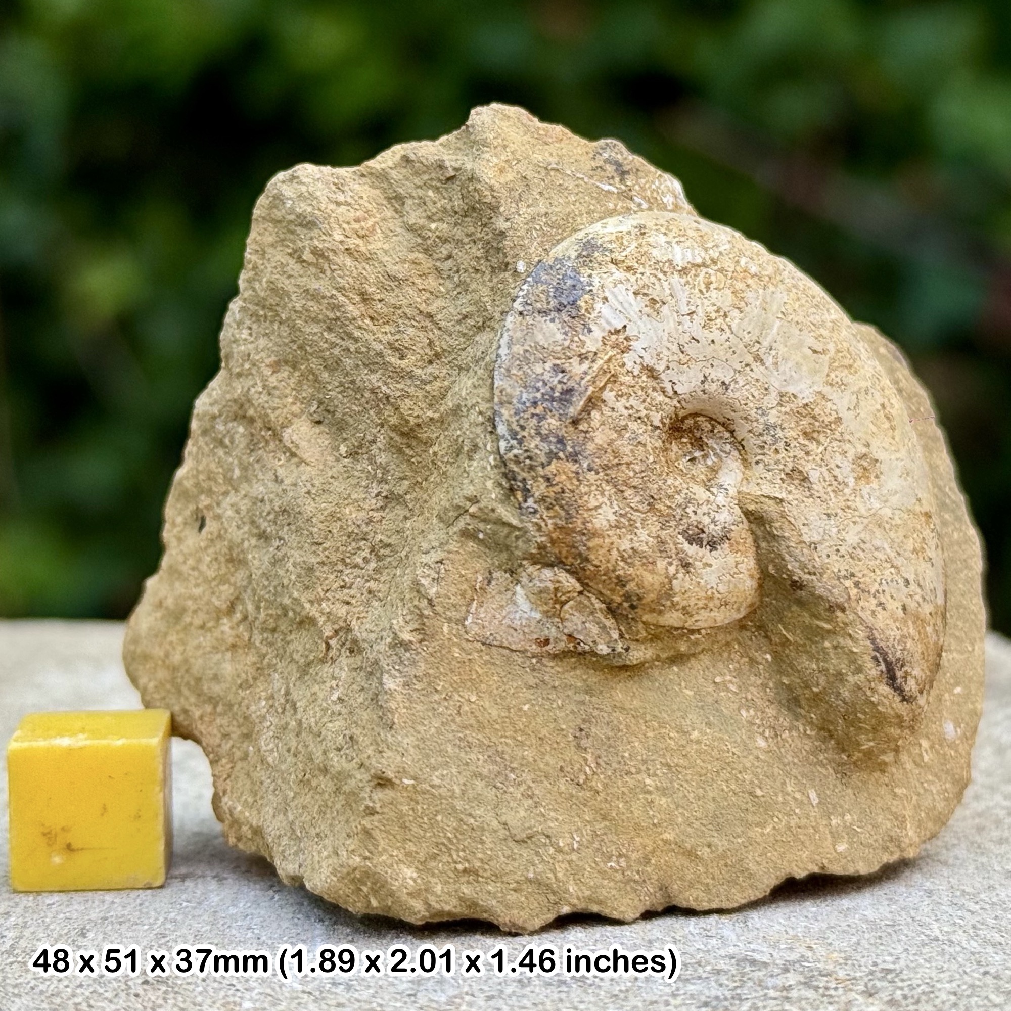Horn Park Graphoceratid Fossil Ammonite Bajocian Jurassic Dorset UK Genuine Ammonite Specimen from Horn Park with COA