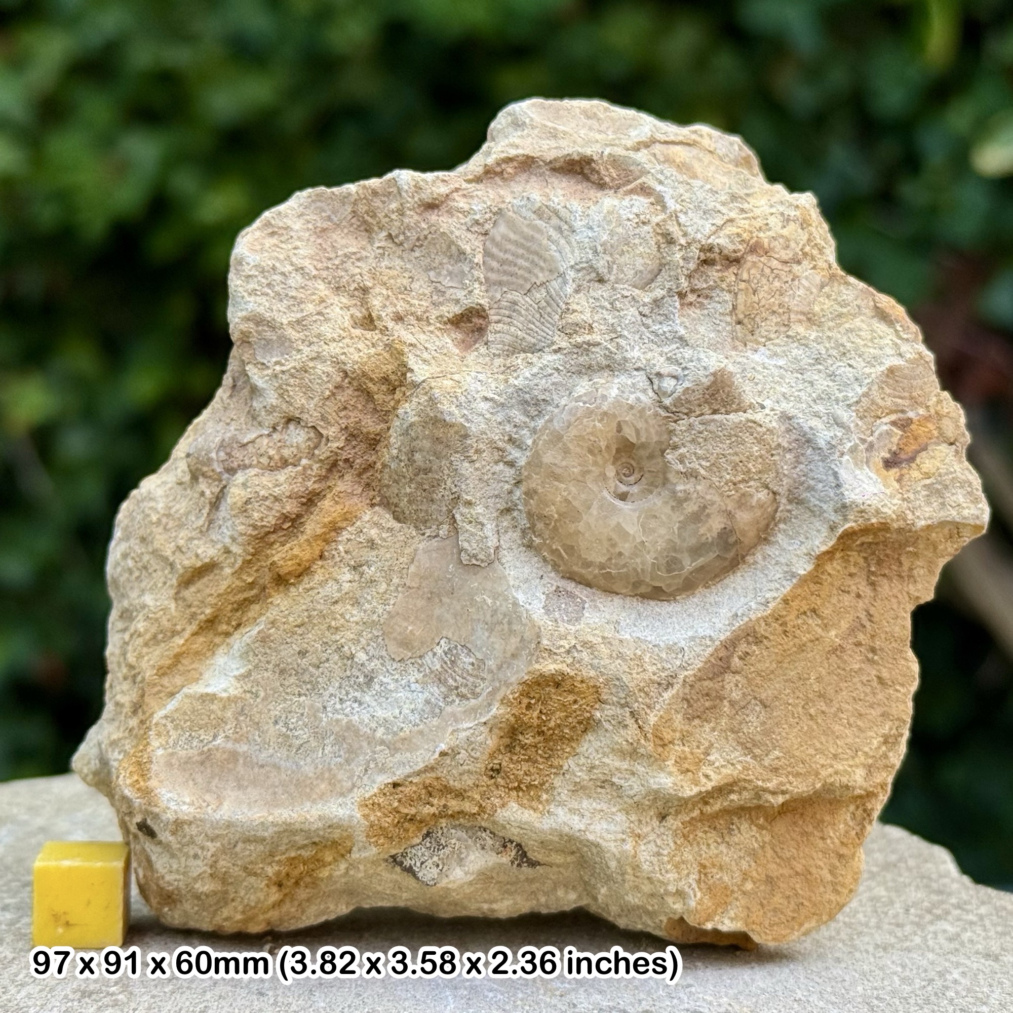 Horn Park Graphoceratid Fossil Ammonite Bajocian Jurassic Dorset UK Genuine Ammonite Specimen from Horn Park with COA