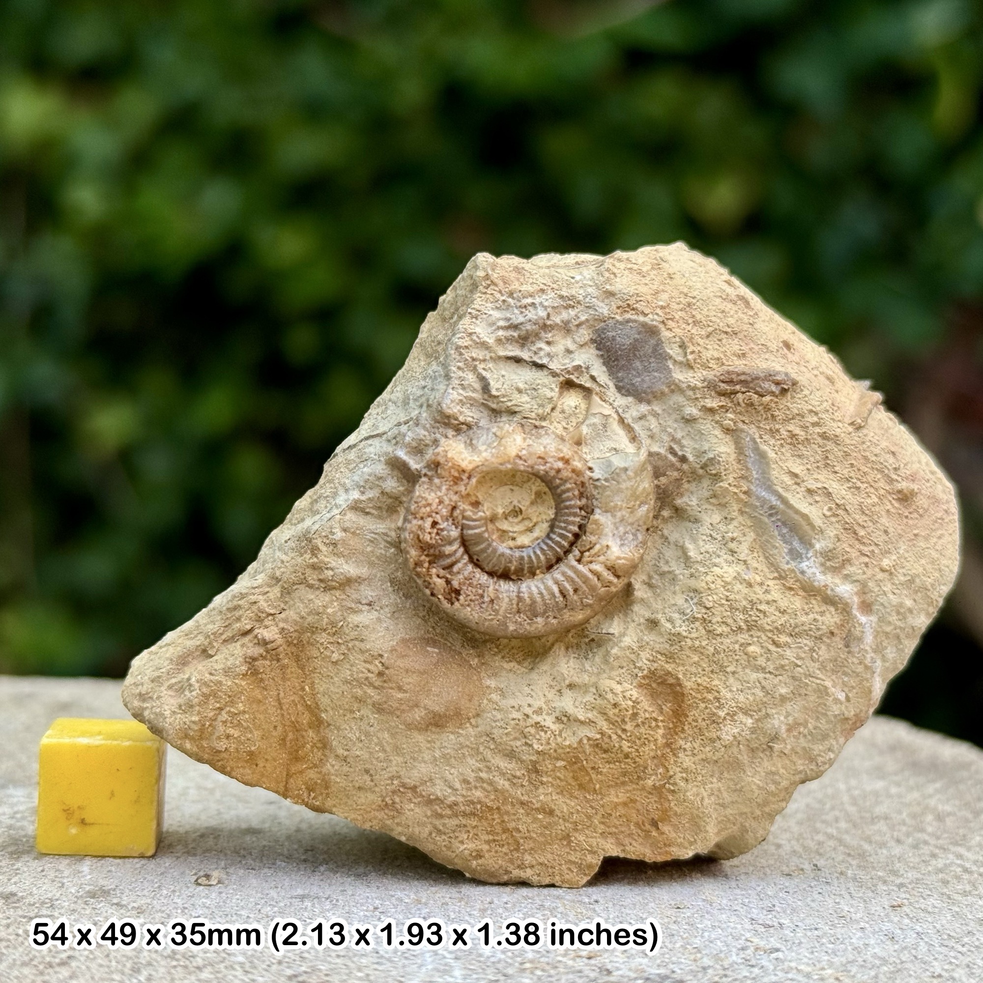 Horn Park Graphoceratid Fossil Ammonite Bajocian Jurassic Dorset UK Genuine Ammonite Specimen from Horn Park with COA