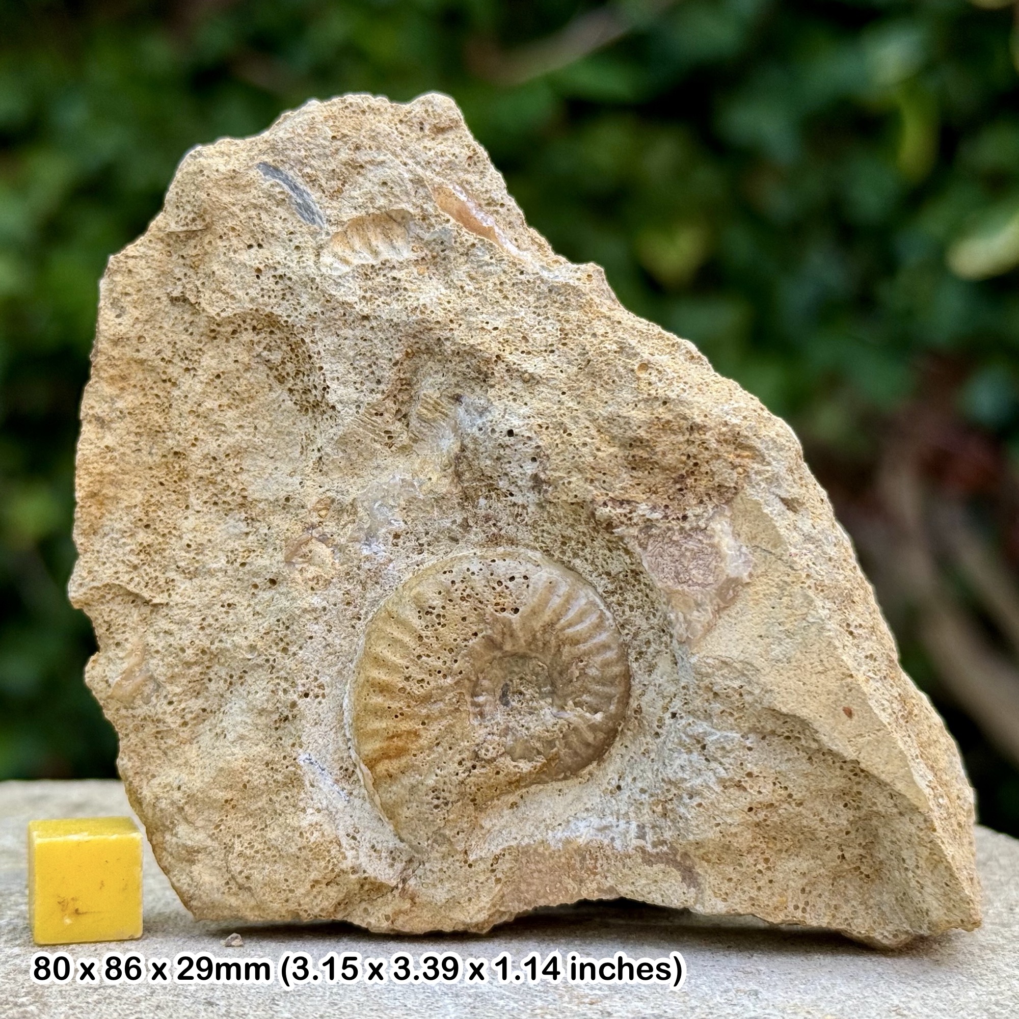 Horn Park Graphoceratid Fossil Ammonite Bajocian Jurassic Dorset UK Genuine Ammonite Specimen from Horn Park with COA