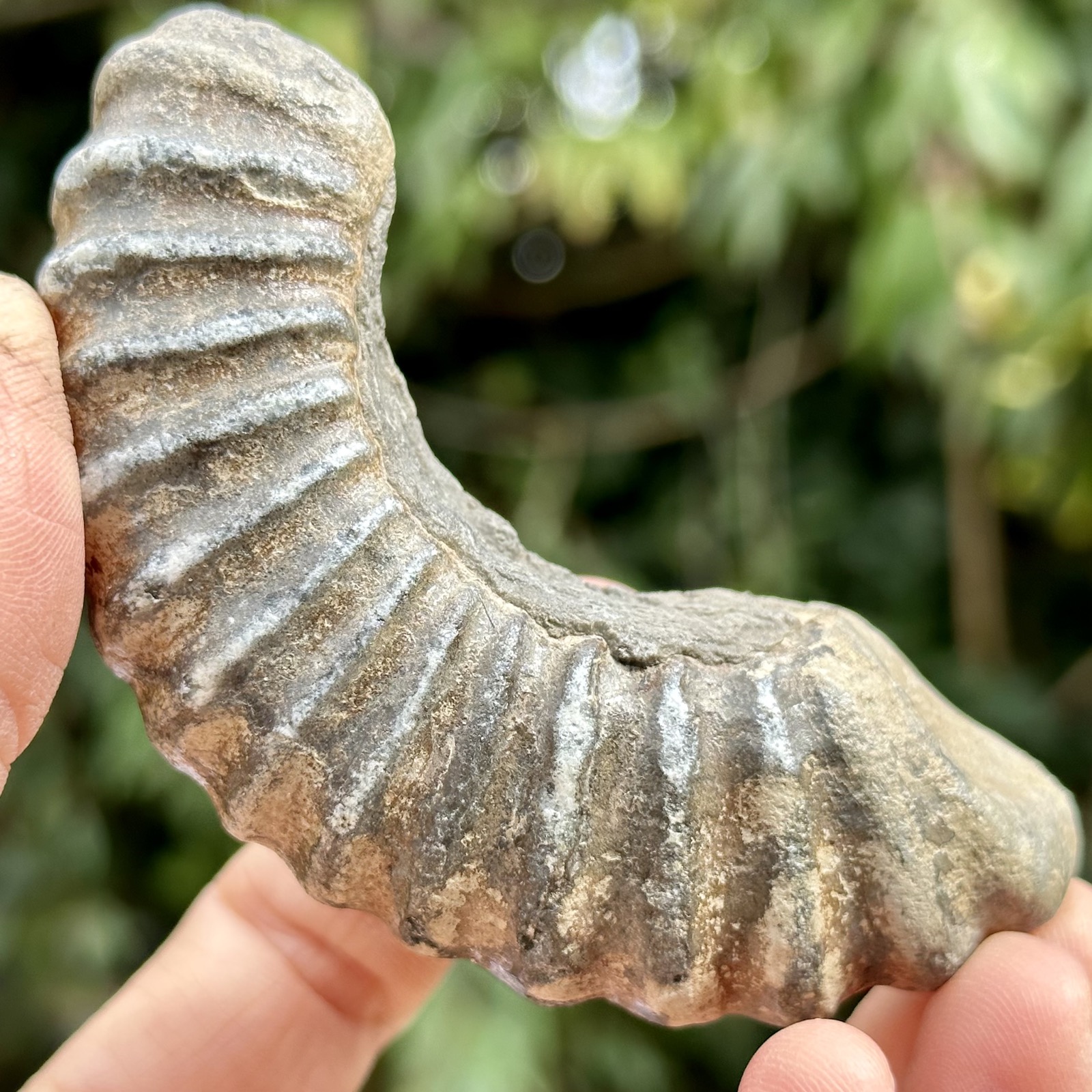 Large Jurassic Ammonite Fossil Chunk Charmouth Dorset UK | Genuine Lower Lias Specimen