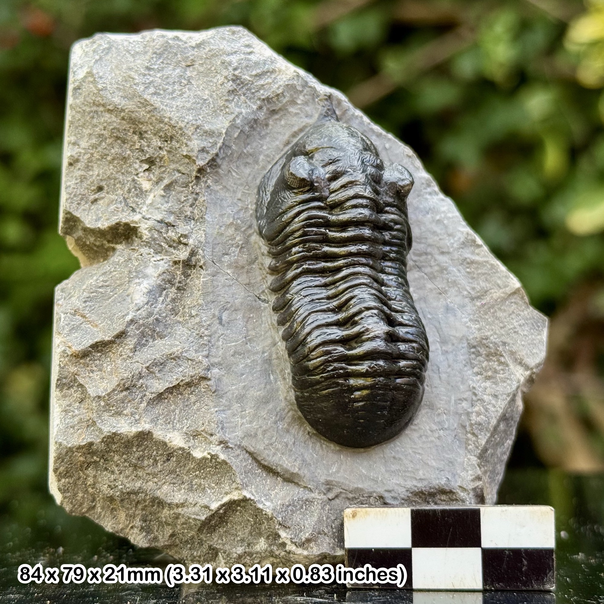 Morocanites malladoides A Grade Fossil Trilobite Devonian Jbel Oufatene Morocco Genuine Specimen with COA Ethically Prepared