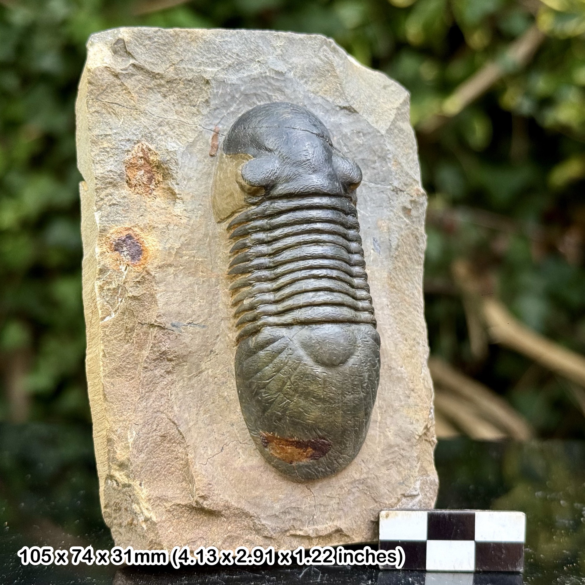 Paralejurus A Grade Fossil Trilobite Devonian Laatchana Hamar Laghdad Morocco Genuine Specimen with COA Ethically Prepared