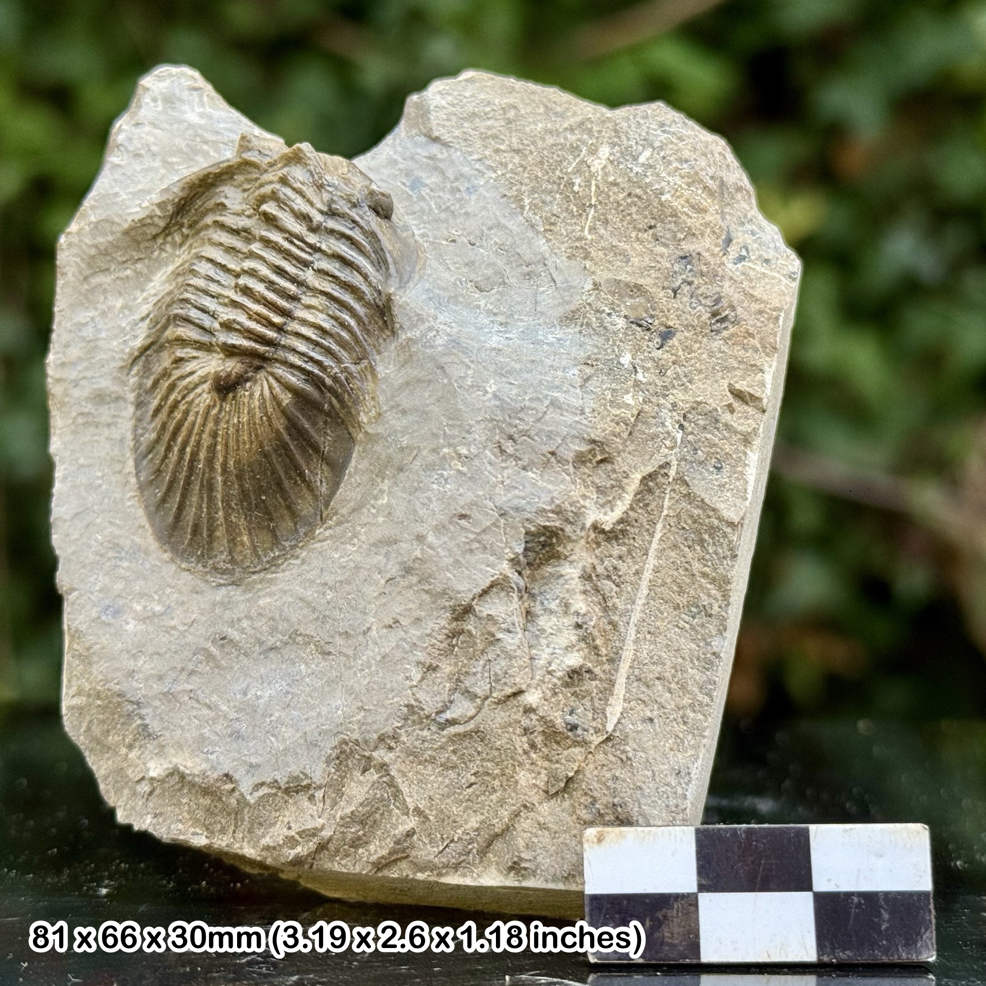 Scutellum A Grade Fossil Trilobite Lower Devonian Ofaten Morocco Genuine Specimen with Certificate of Authenticity