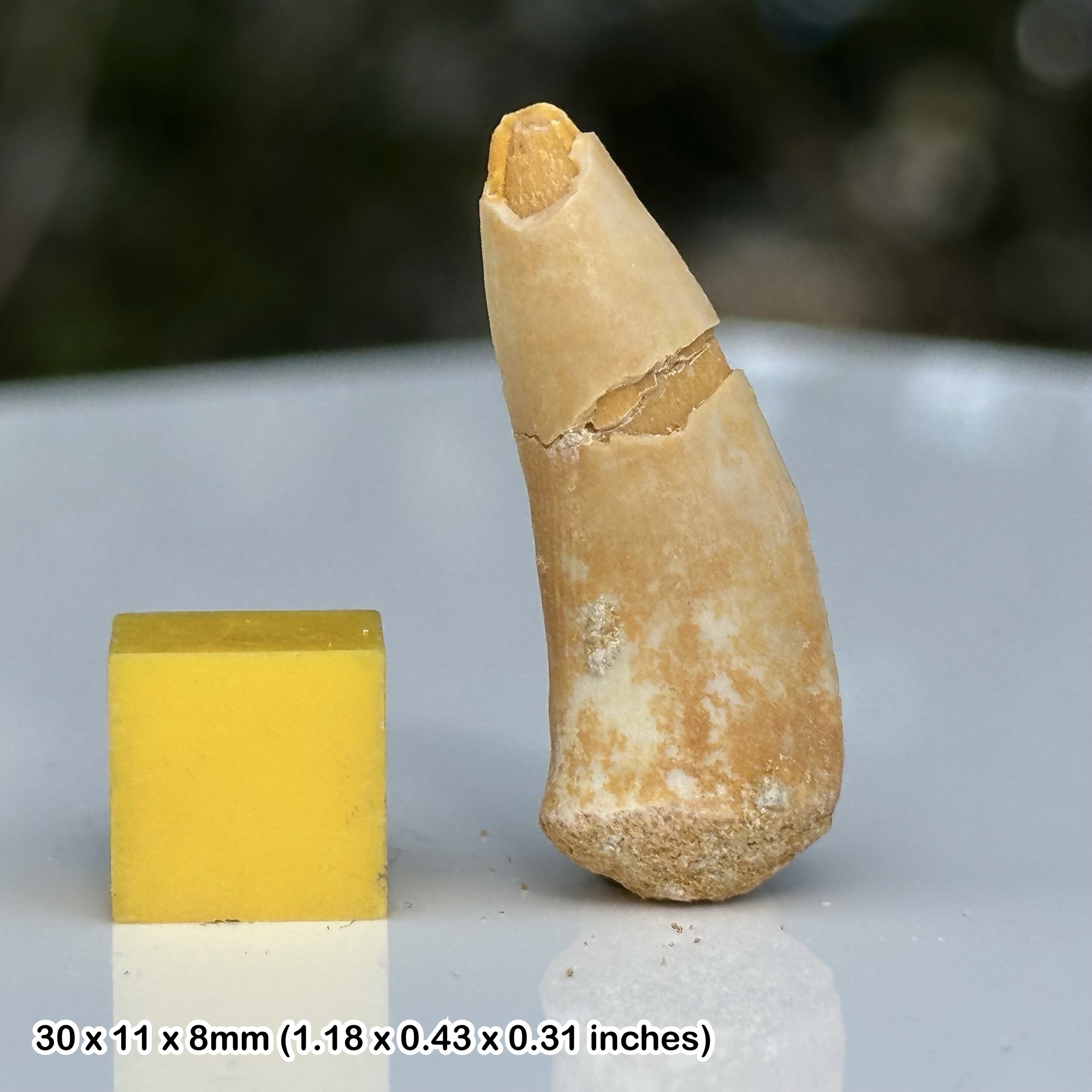 Enchodus Fossil Fish Tooth Late Cretaceous Morocco Genuine Khouribga Fossil Predator Tooth Specimen with Certificate of Authenticity COA