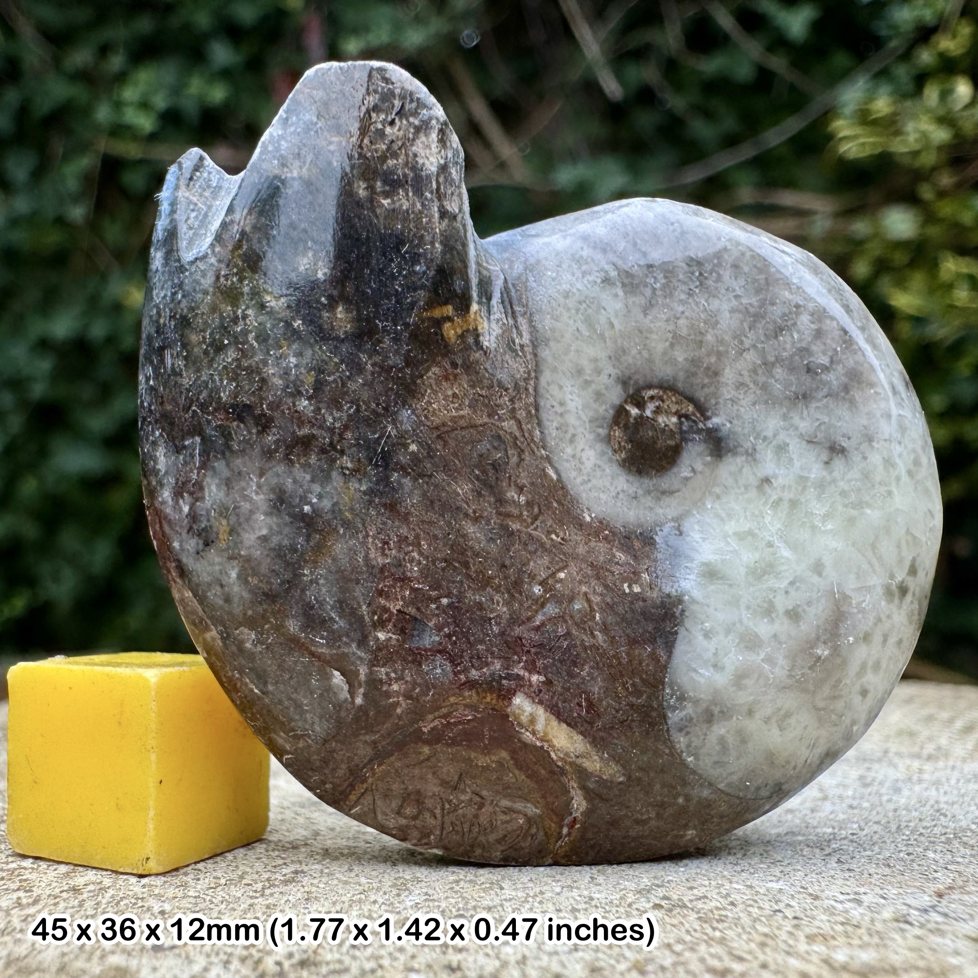Polished Gonatite Gonioclymenia Fossil Devonian Morocco Genuine Ammonite Specimen