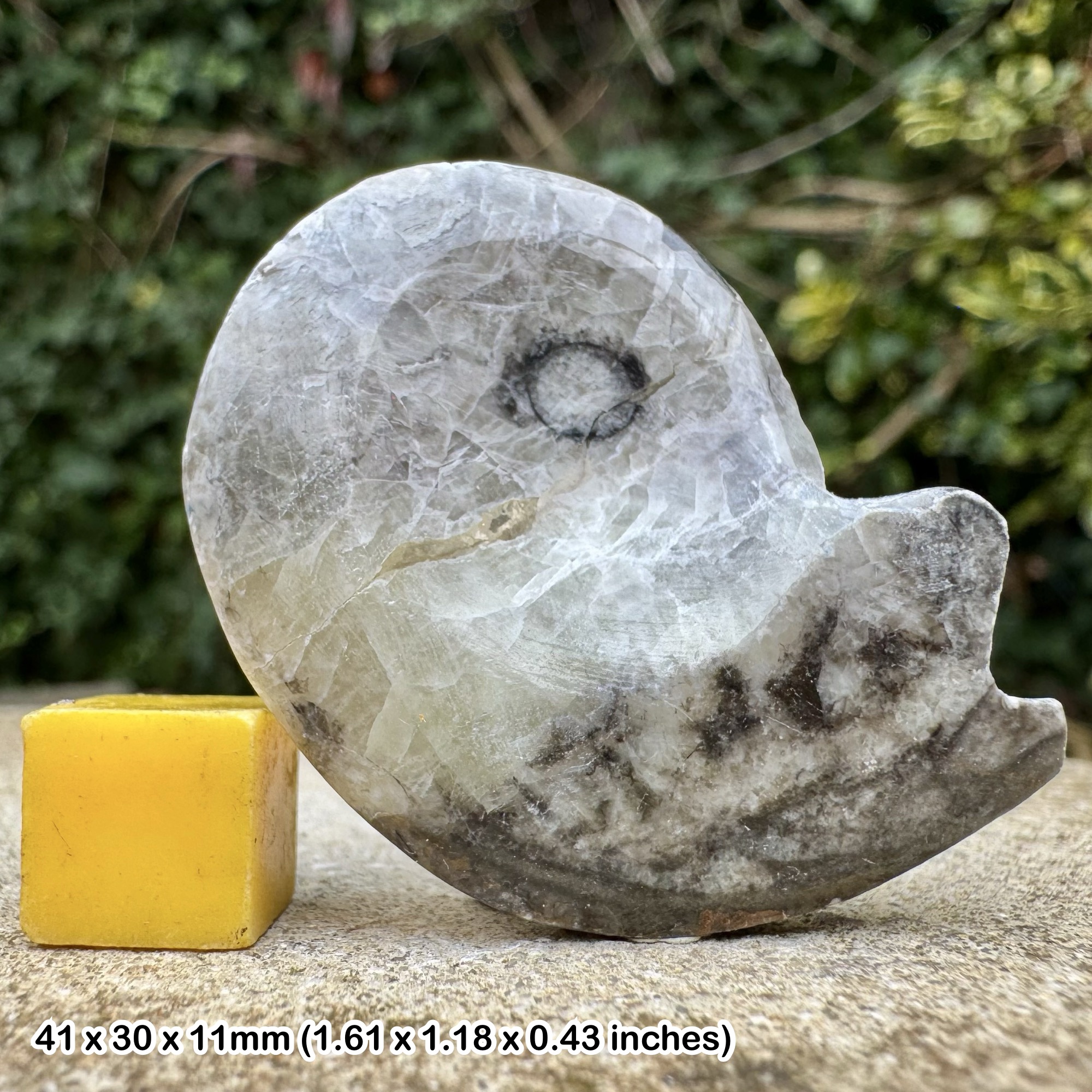 Polished Gonatite Gonioclymenia Fossil Devonian Morocco Genuine Ammonite Specimen