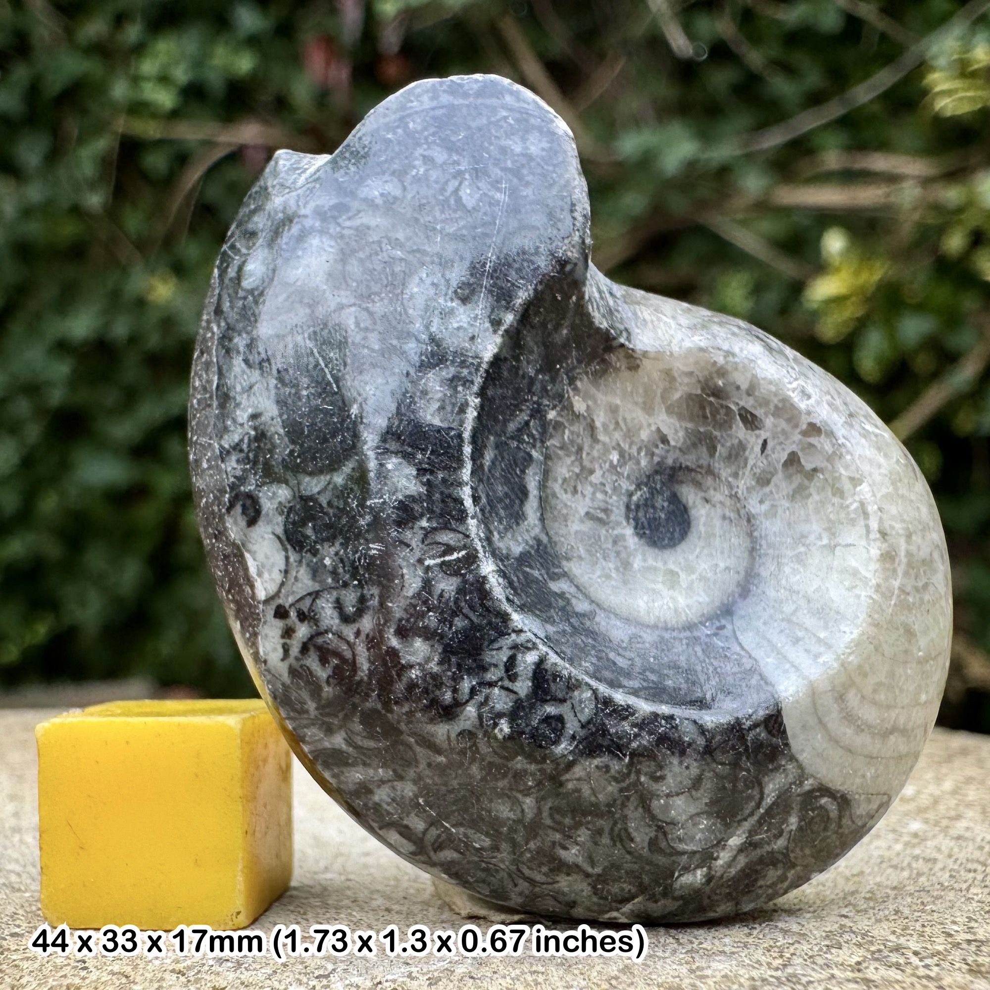 Polished Gonatite Gonioclymenia Fossil Devonian Morocco Genuine Ammonite Specimen