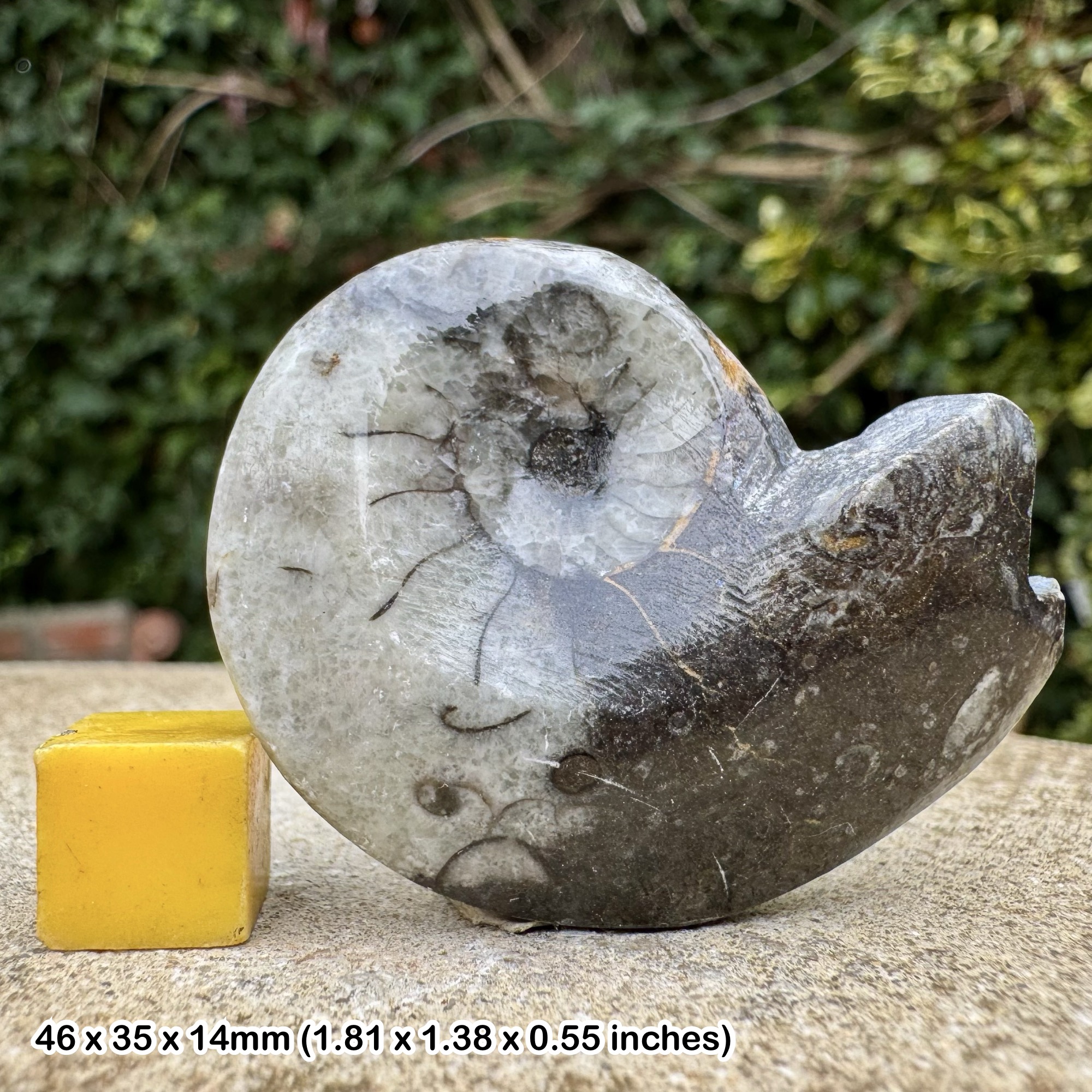 Polished Gonatite Gonioclymenia Fossil Devonian Morocco Genuine Ammonite Specimen