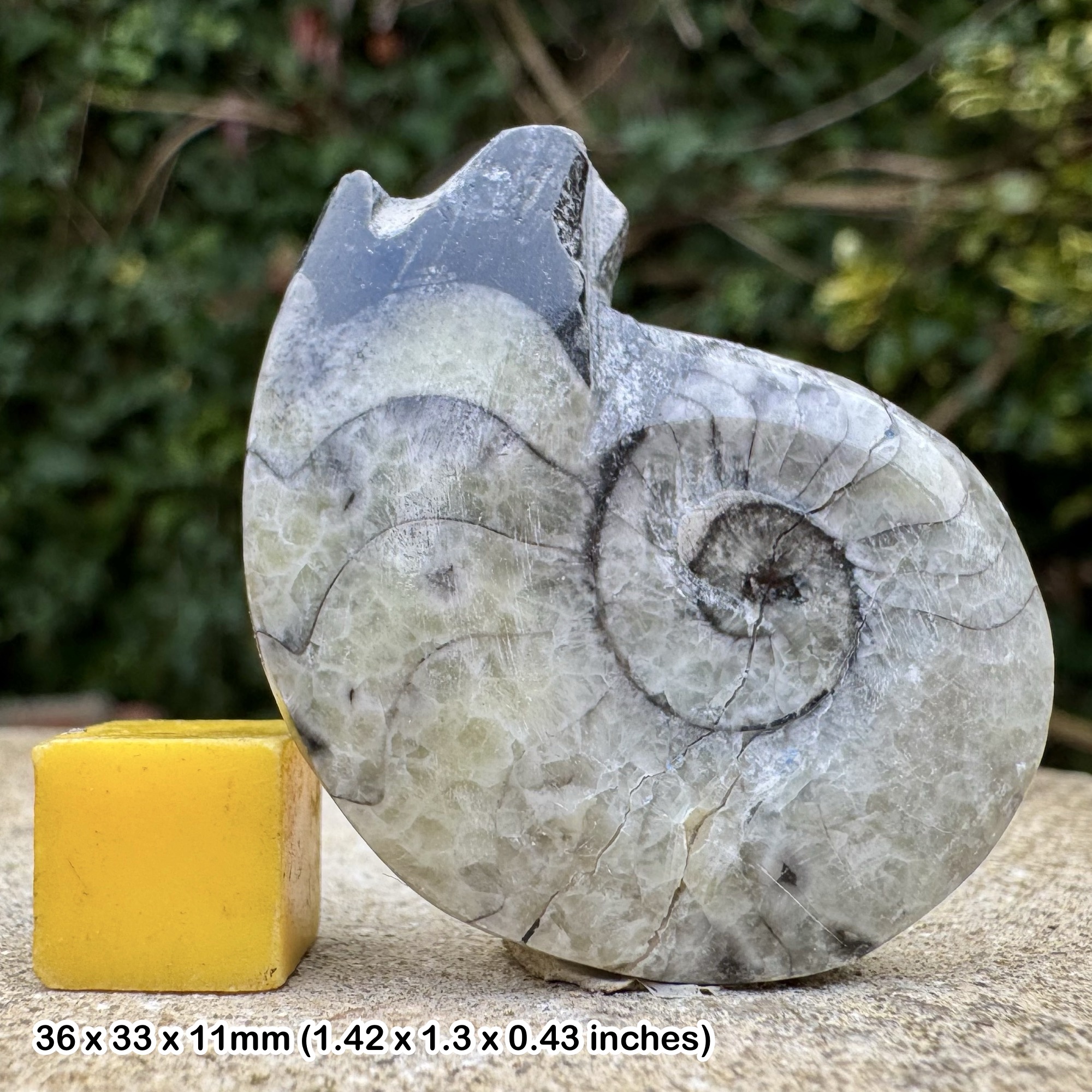 Polished Gonatite Gonioclymenia Fossil Devonian Morocco Genuine Ammonite Specimen