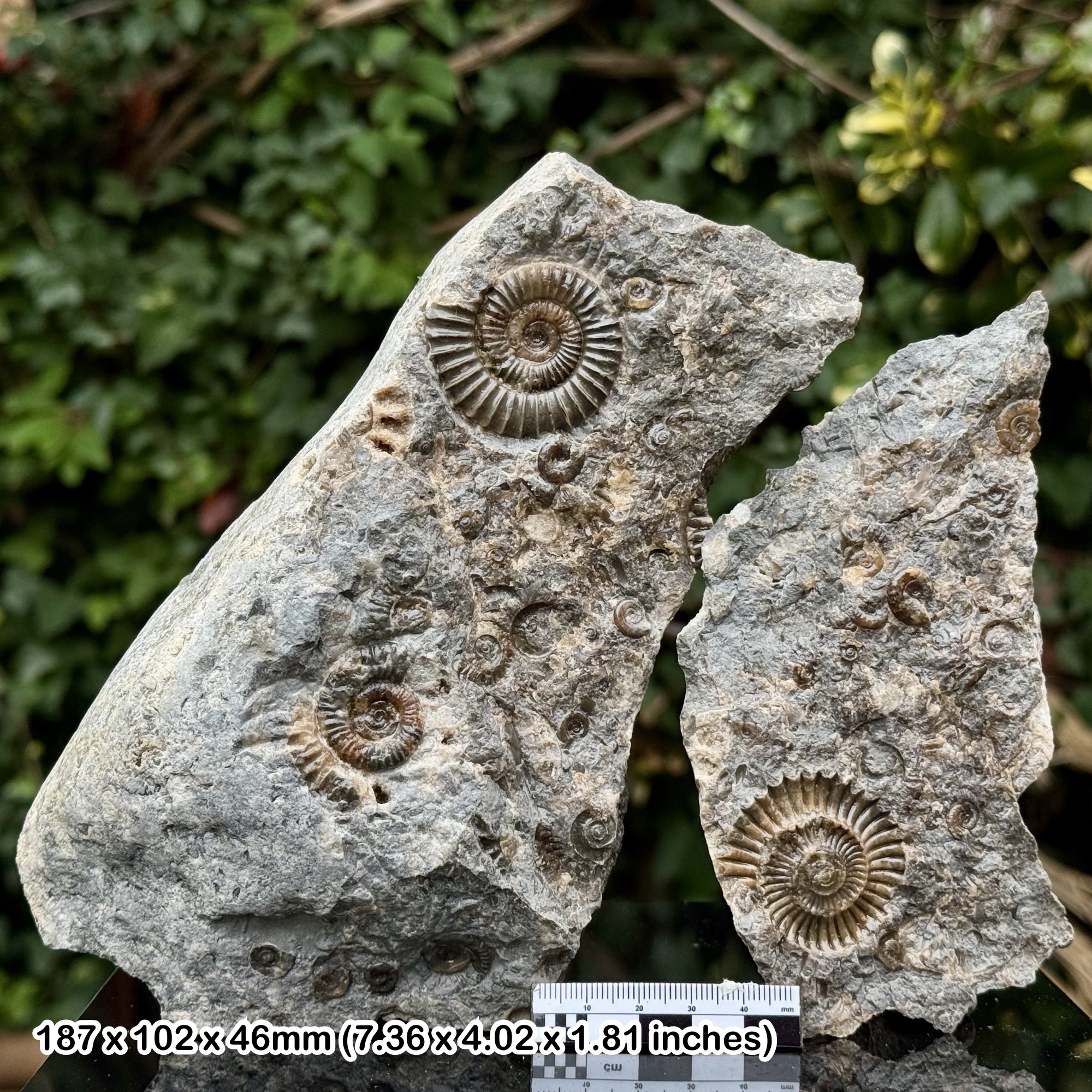 Arnioceras Multi Block Fossil Ammonites Positive and Negative Jurassic Coast Dorset UK