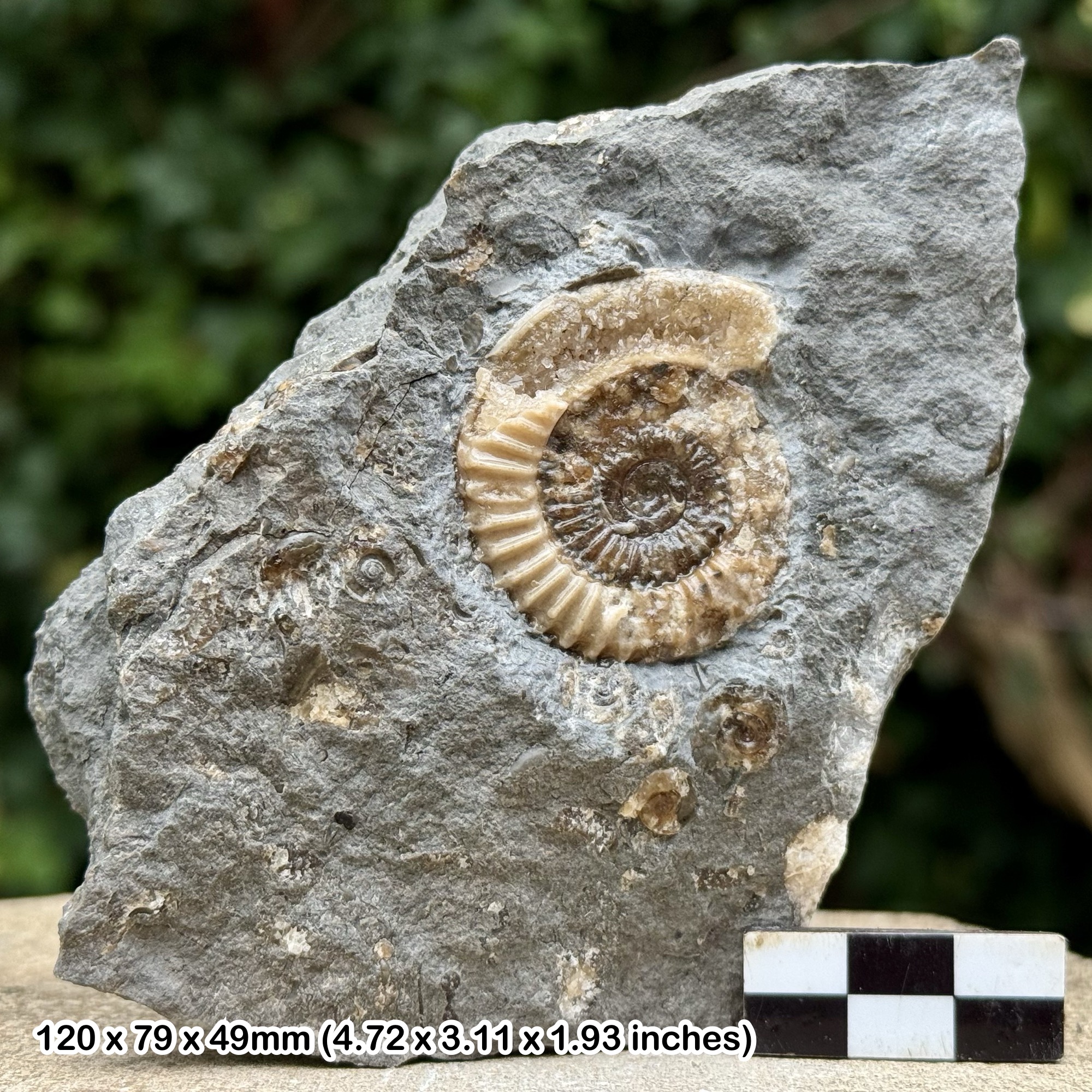 Arnioceras Fossil Ammonite Jurassic Coast Charmouth Lyme Regis Dorset UK