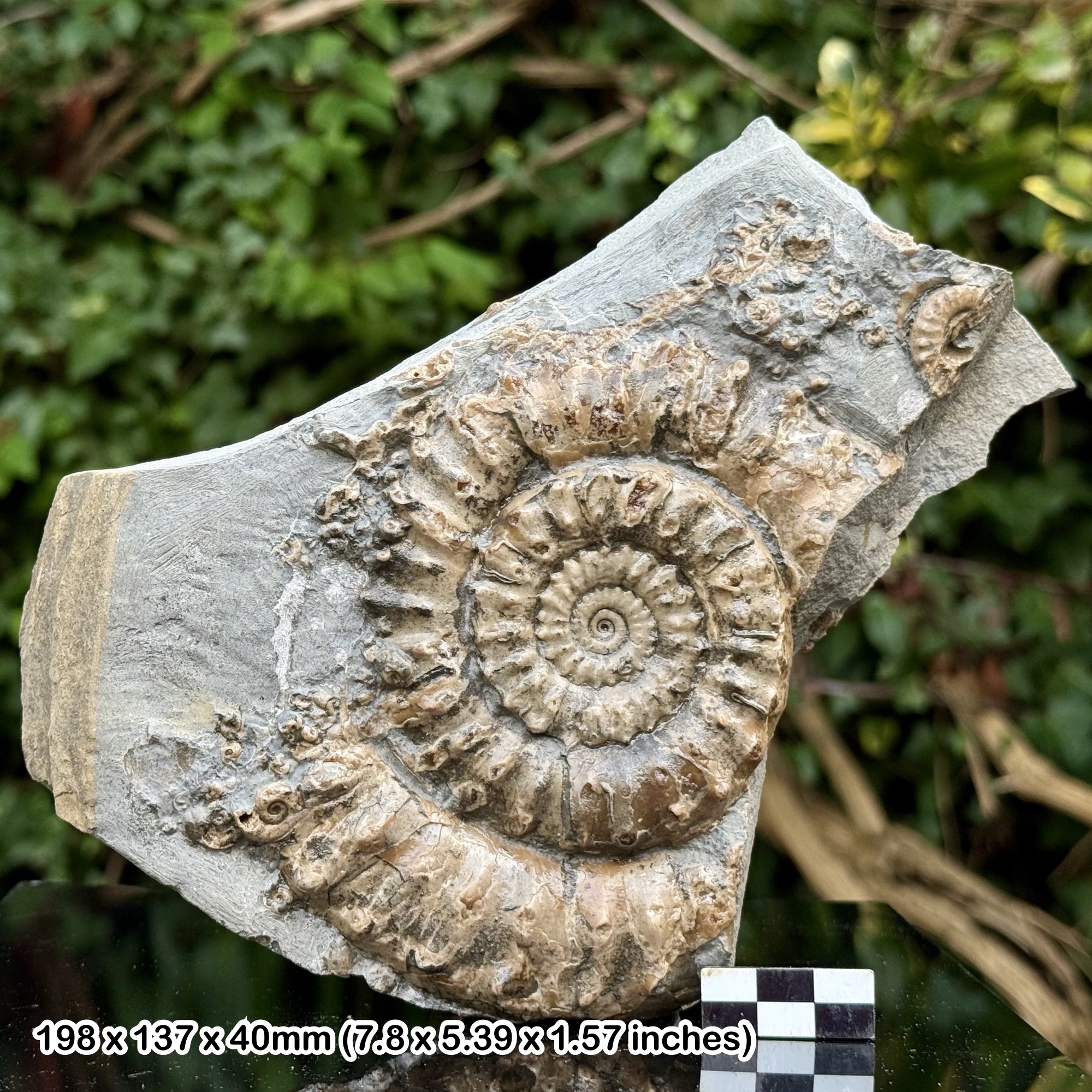 Microderoceras Fossil Ammonite Macroconch with Two Microconches Jurassic Coast Dorset UK