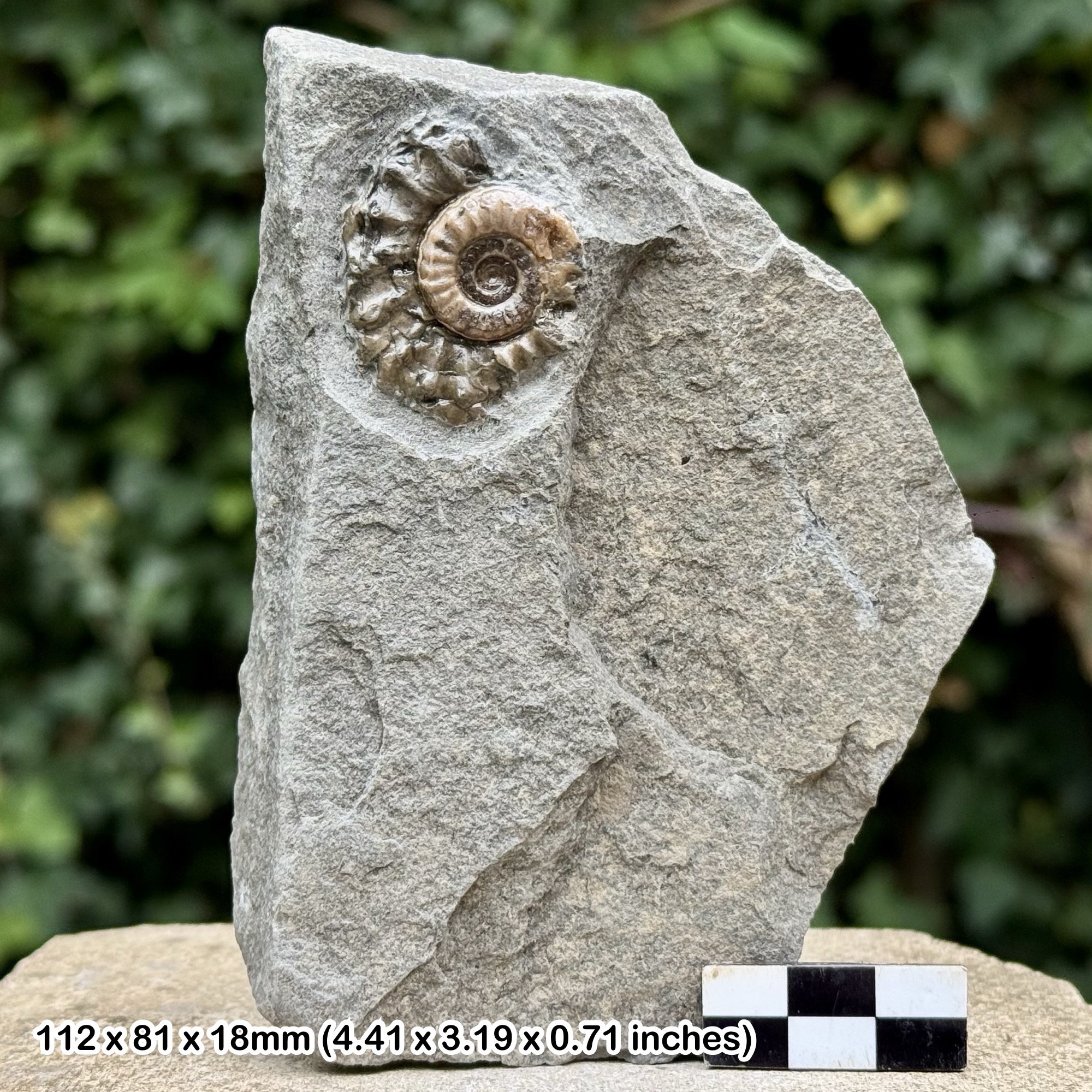Promicroceras Calcite Ammonite Fossil Jurassic Coast Black Ven Lyme Regis Dorset UK