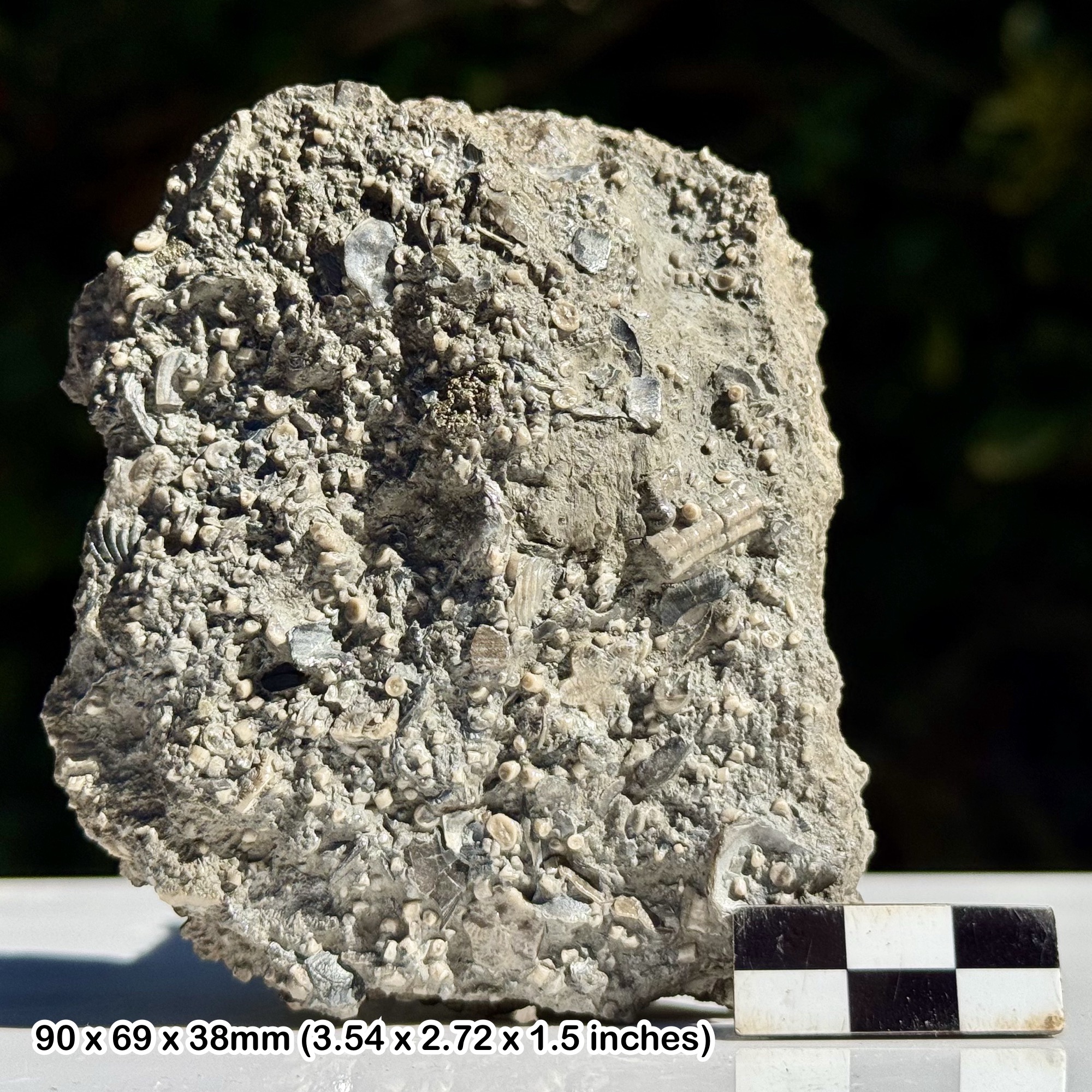 Mass Crinoid and Shell Death Bed Fossil Air Abrasion Etched Blue Lias Jurassic Hock Cliff UK